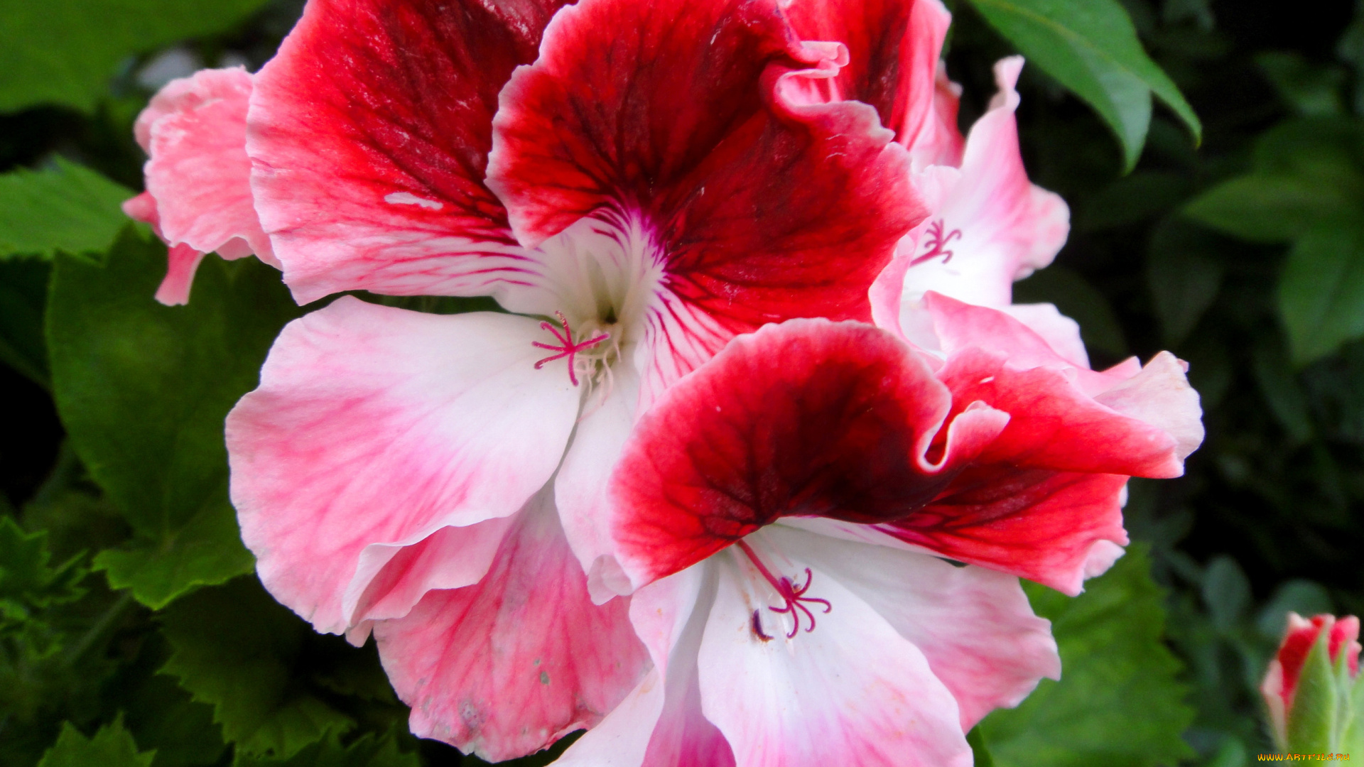 цветы, герань, пестрый