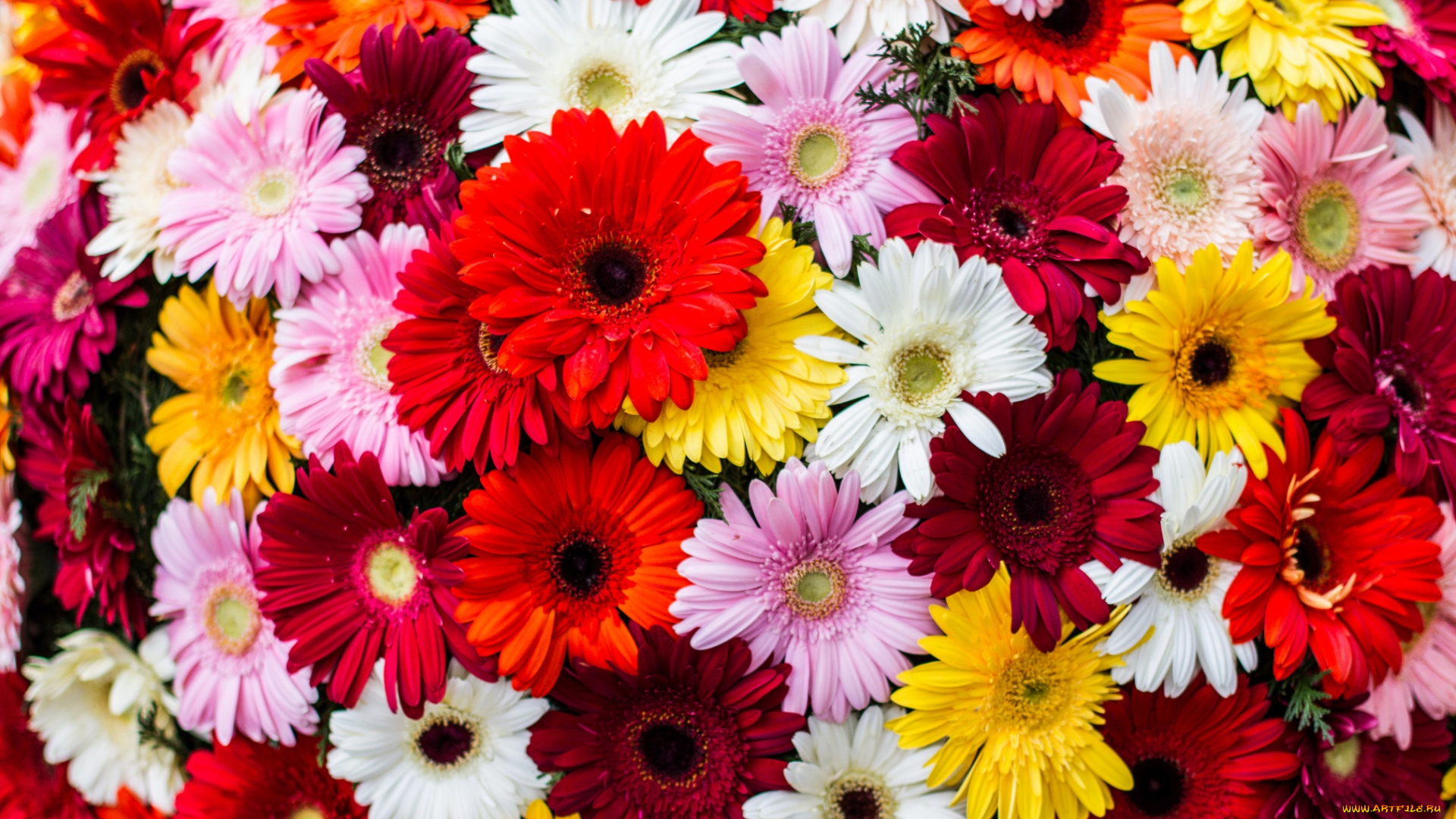 цветы, герберы, много, разноцветный