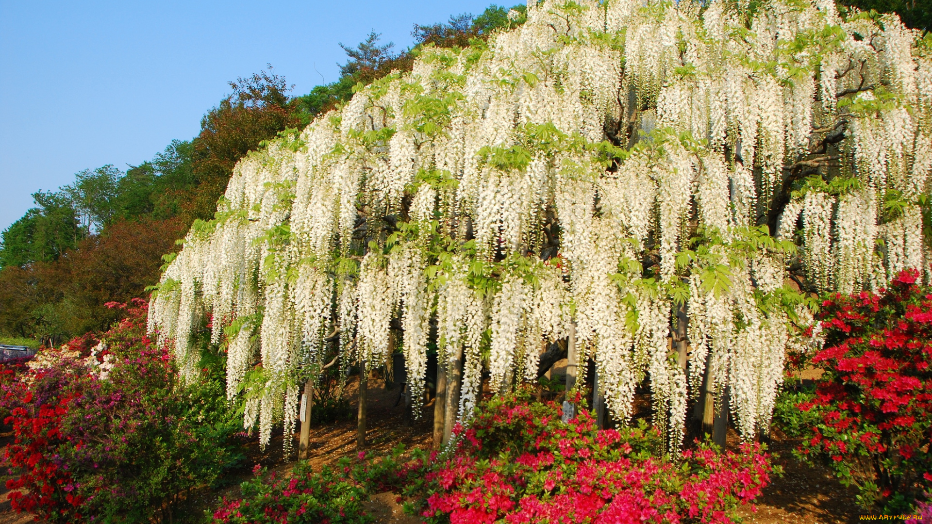 цветы, глициния, азалии, вистерия