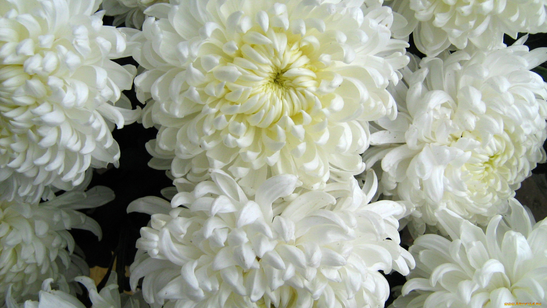 цветы, хризантемы