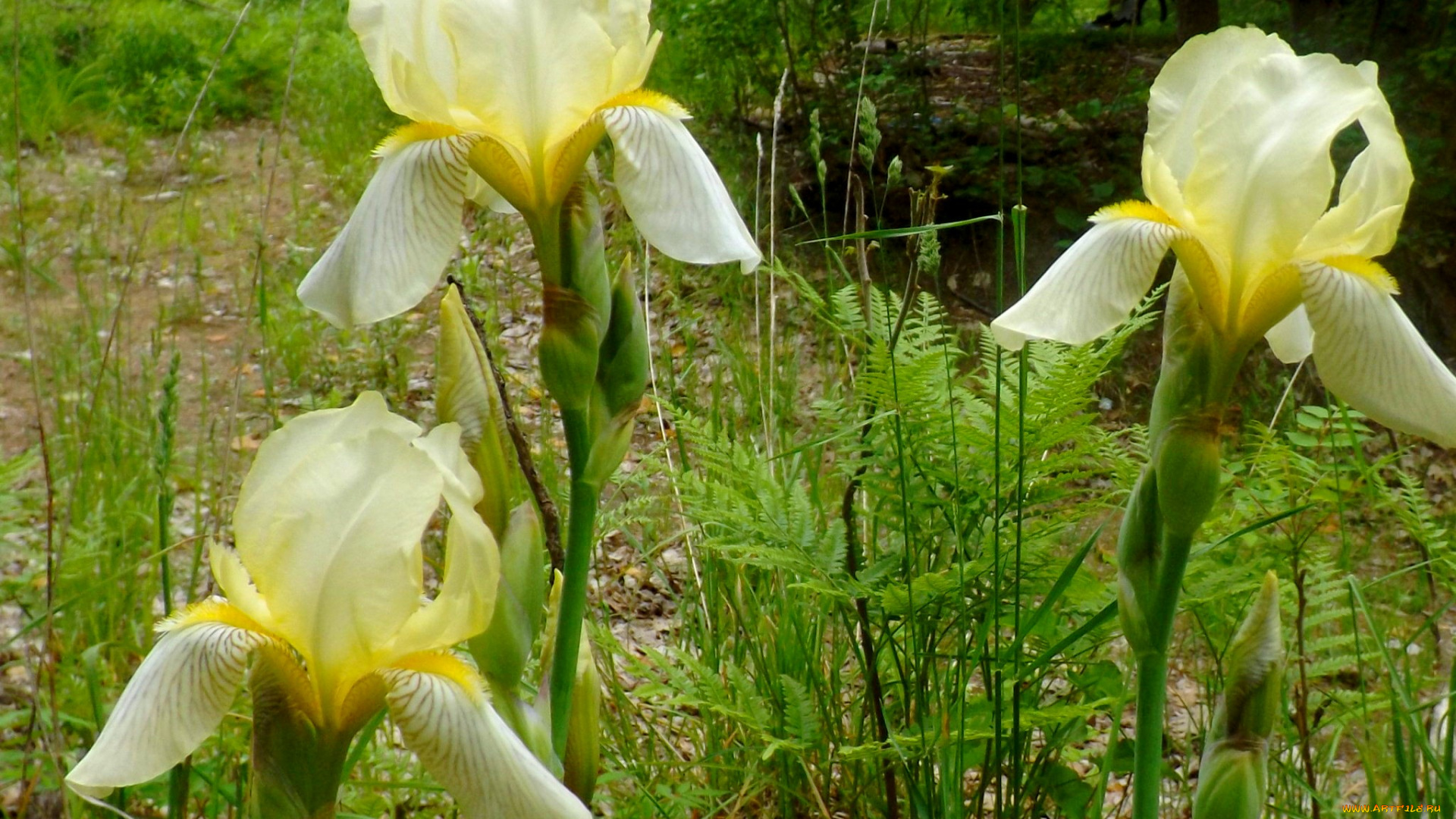 цветы, ирисы, трио
