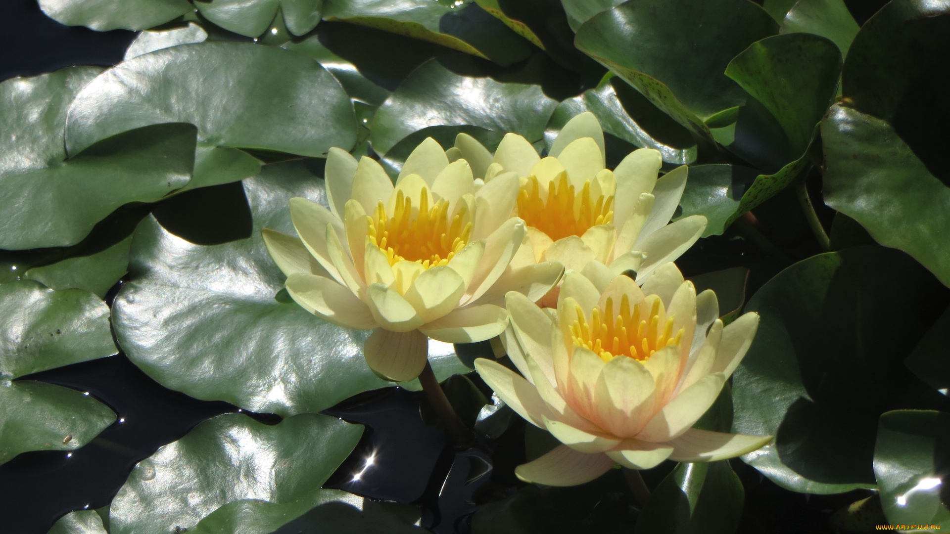 цветы, лилии, водяные, нимфеи, кувшинки, желтый, трио