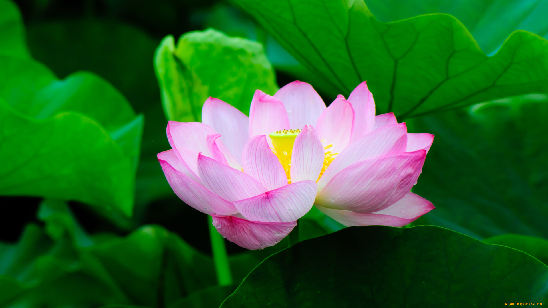 цветы, лотосы, розовый, лепестки