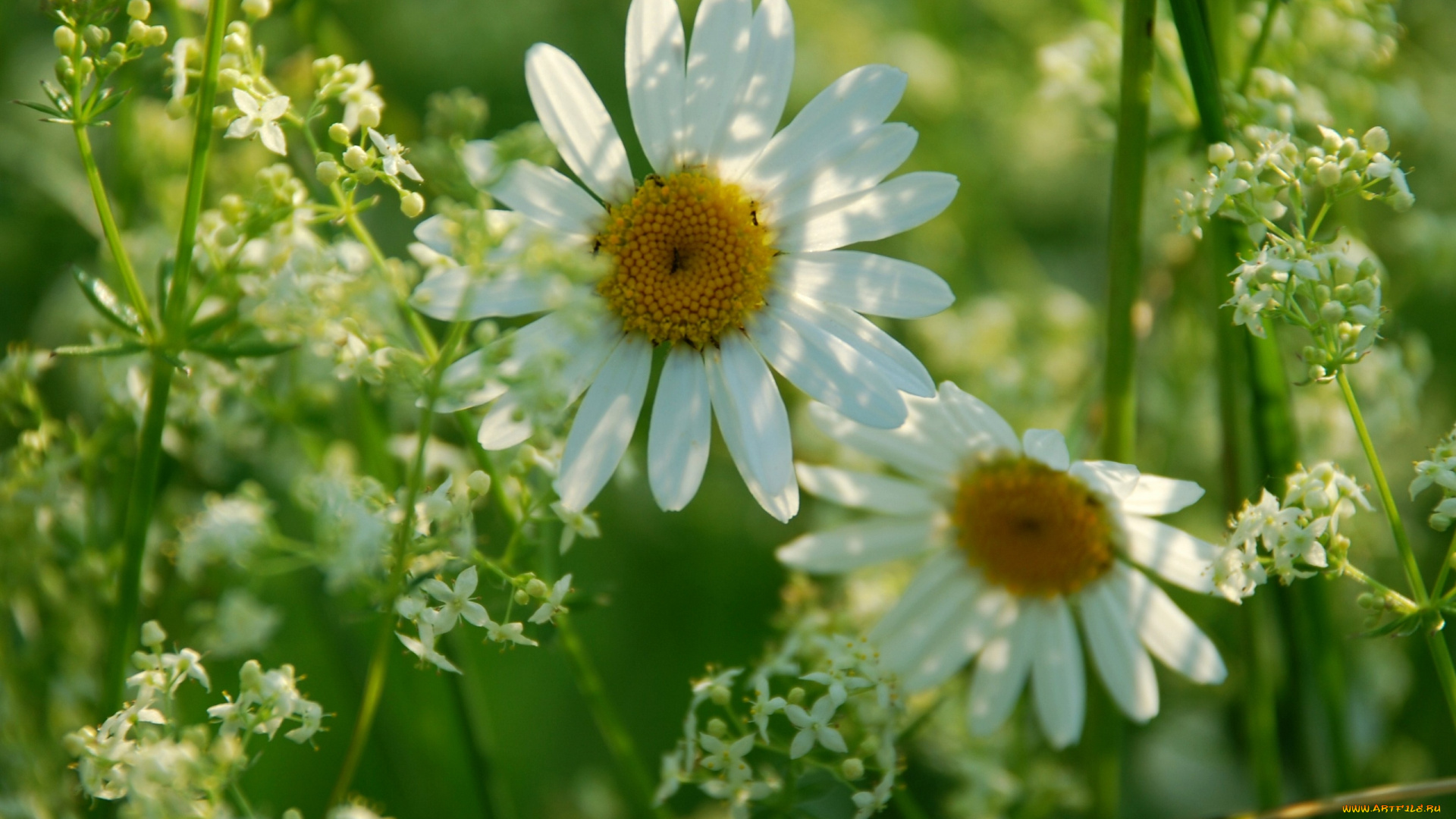 цветы, луговые, полевые, ромашки