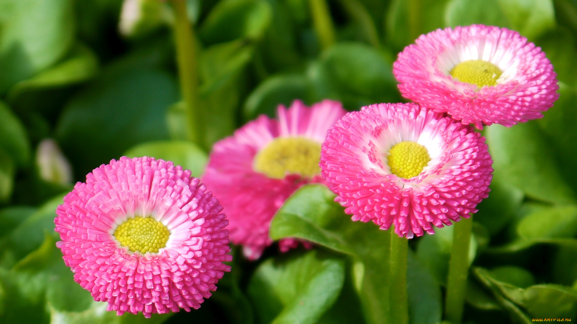 цветы, маргаритки, розовые