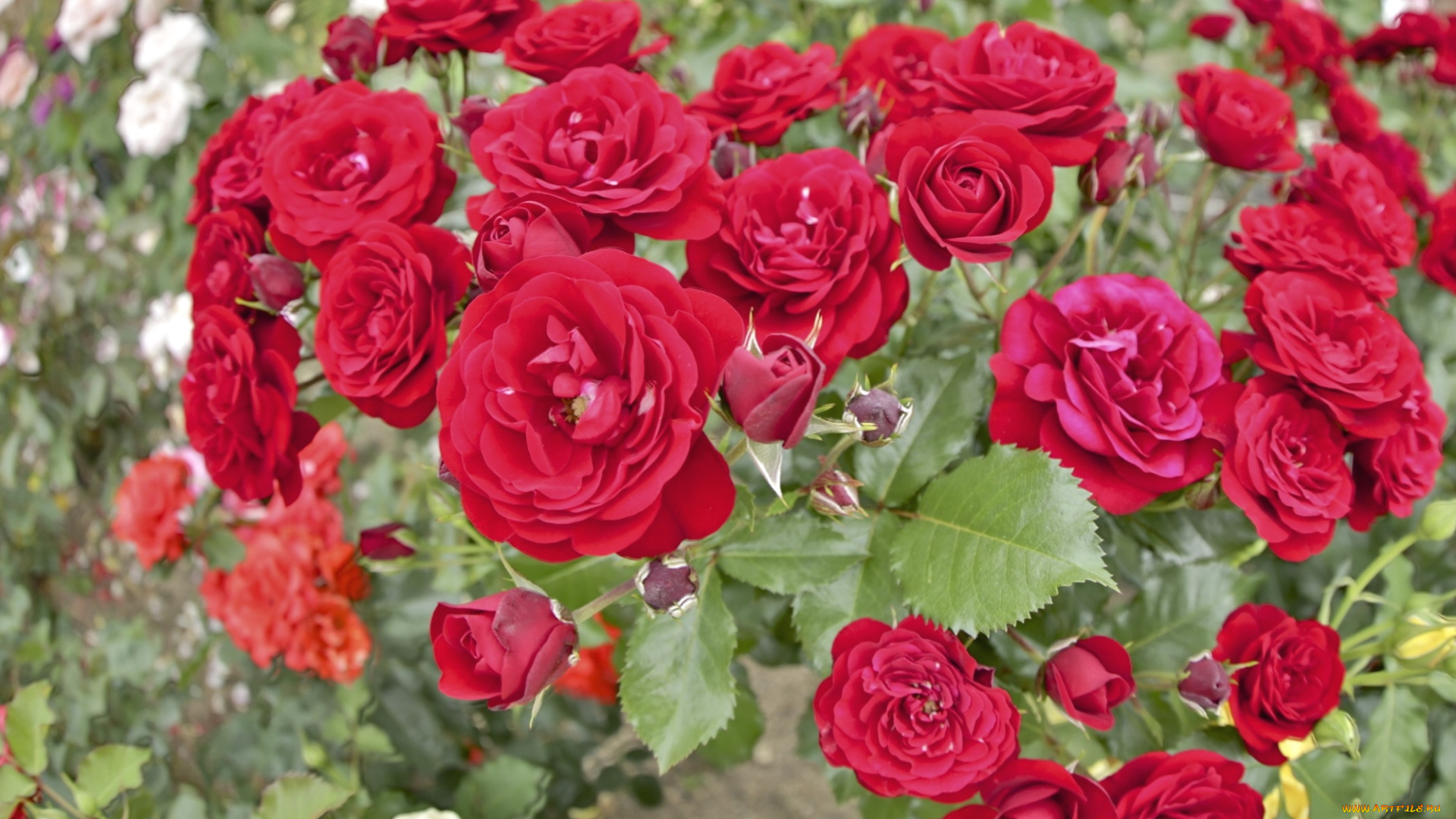 цветы, розы, куст