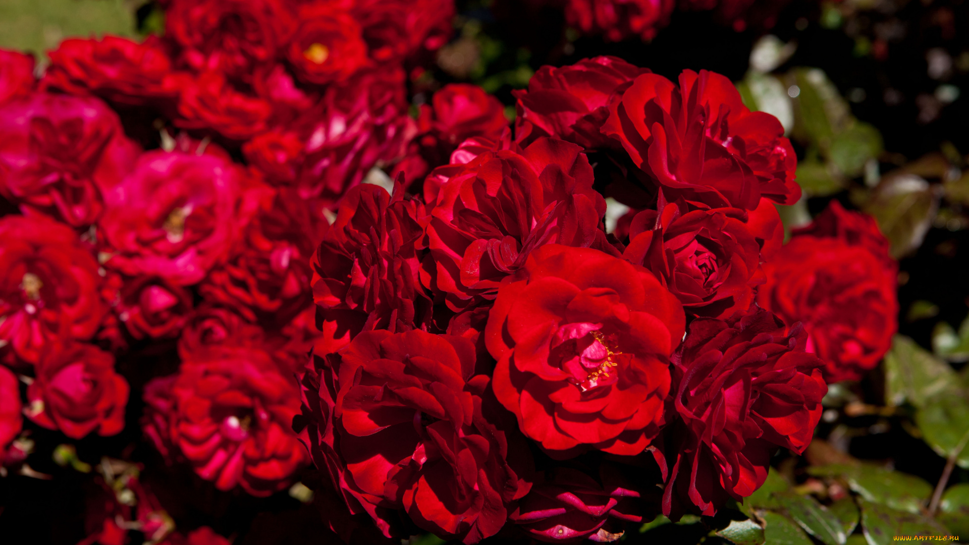 цветы, розы, лето, красота