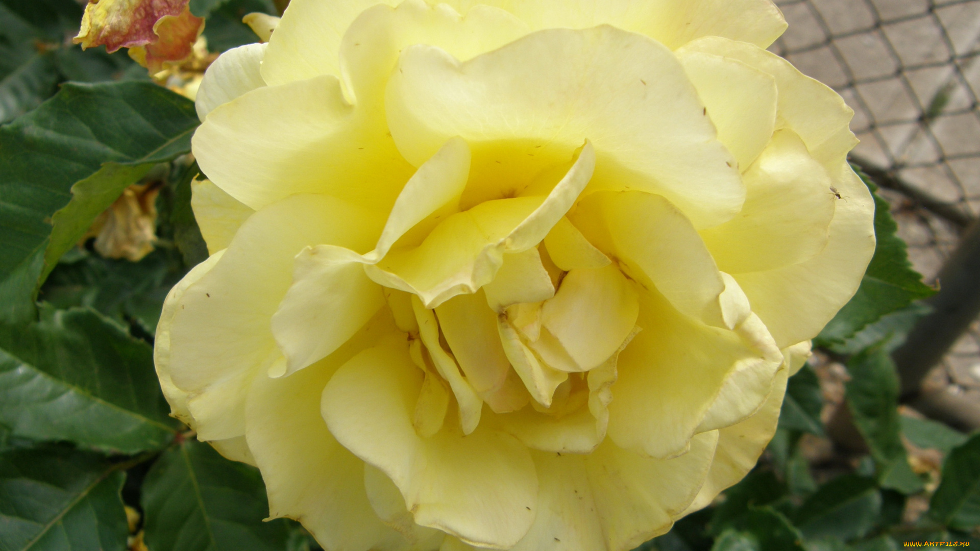 цветы, розы, роза