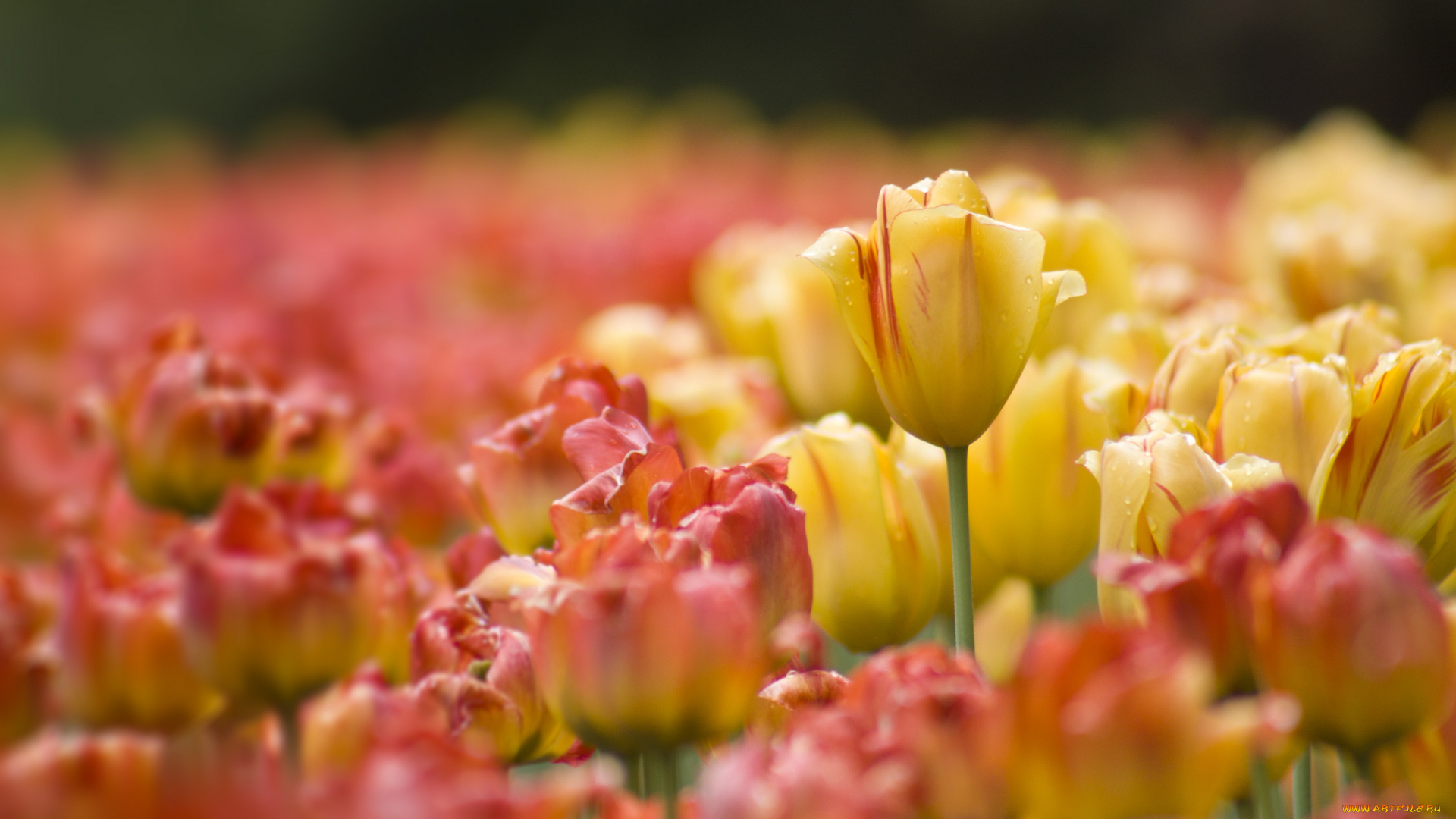 цветы, тюльпаны, бутон, размытость