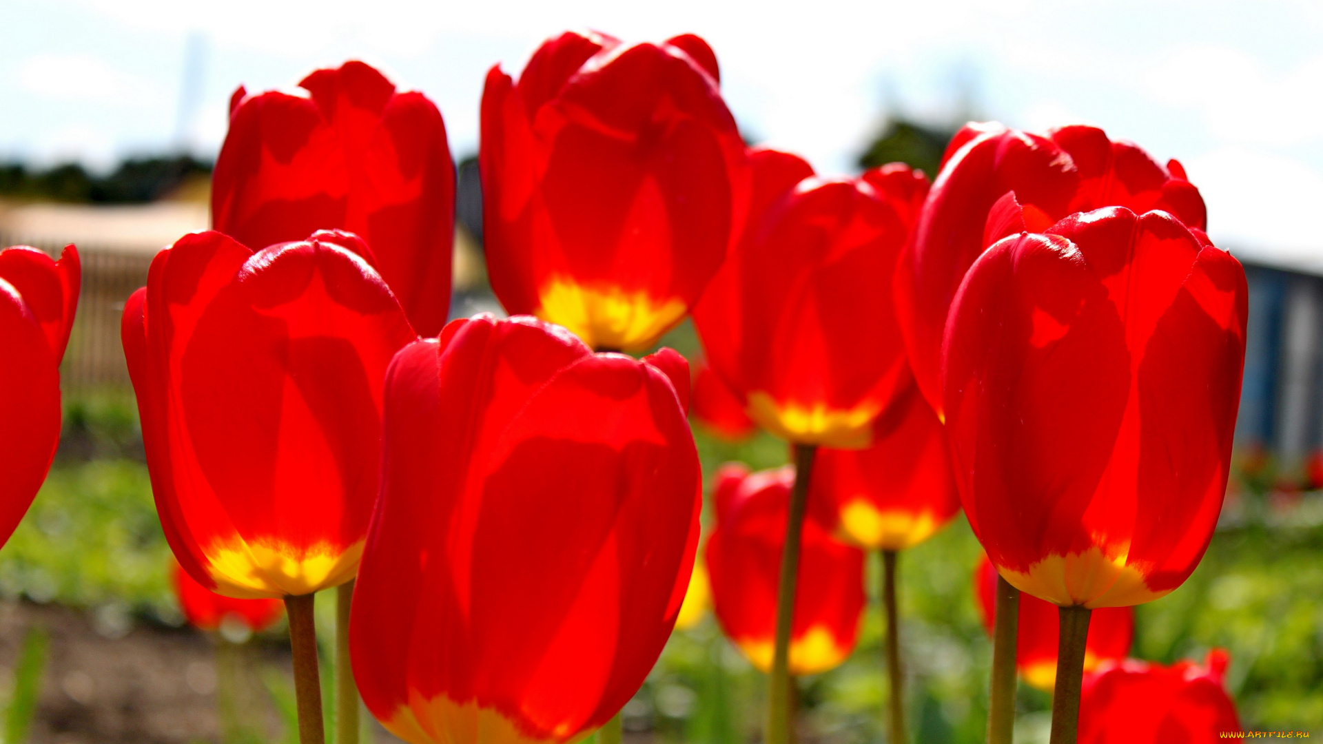 цветы, тюльпаны, король, цветов, лето