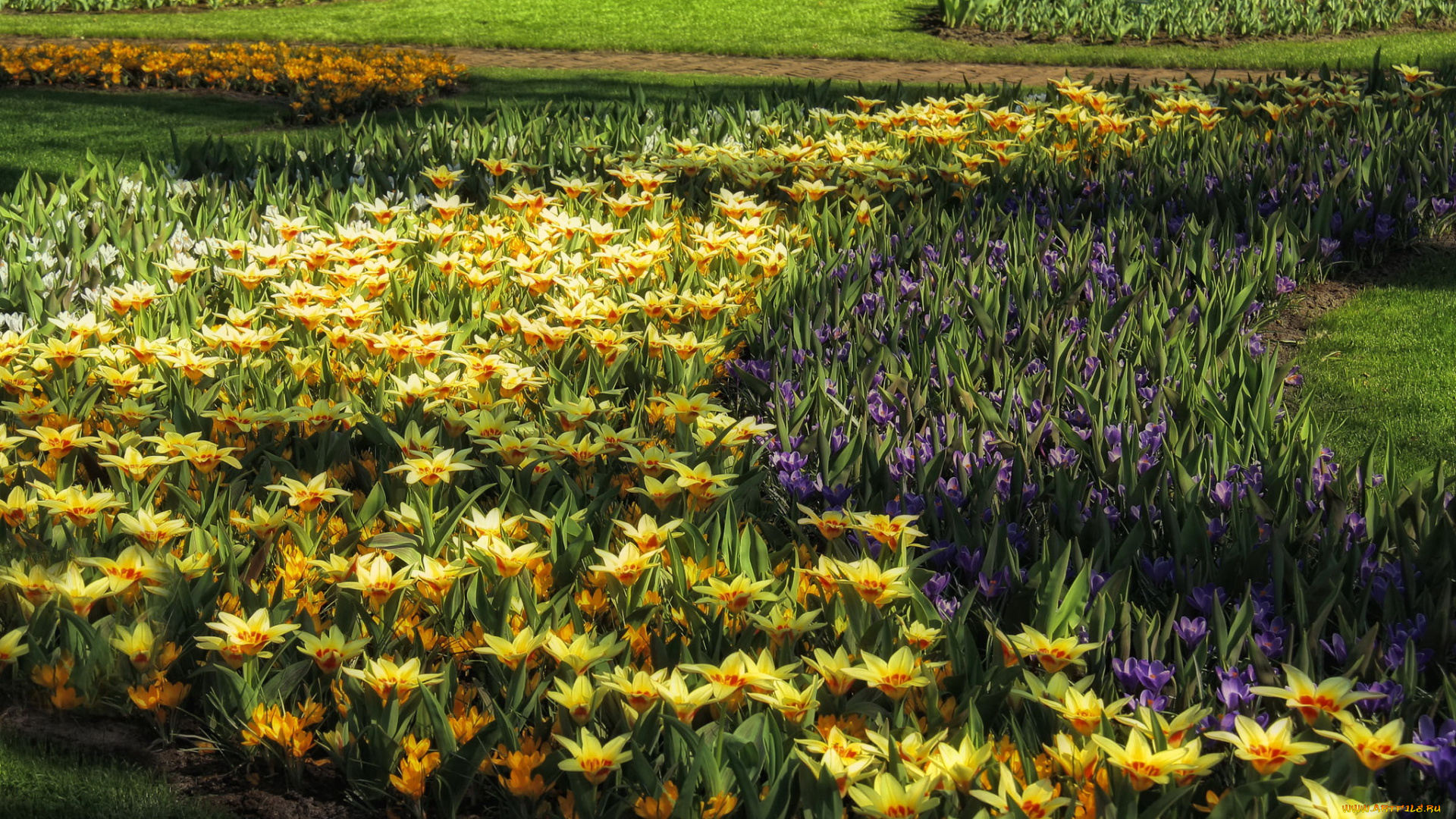 нидерланды, лиссе, keukenhof, цветы, разные, вместе, крокусы, парк, нарцисы