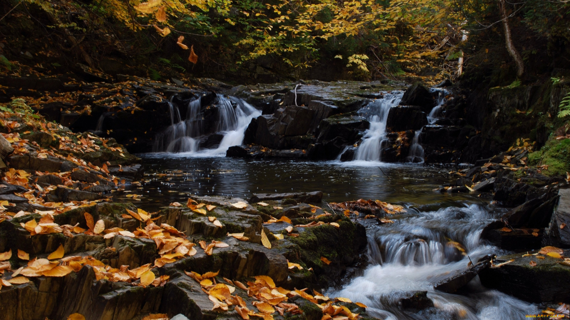 nigadoo, river, canada, природа, водопады, канада, каскад, река, лес, осень, листья