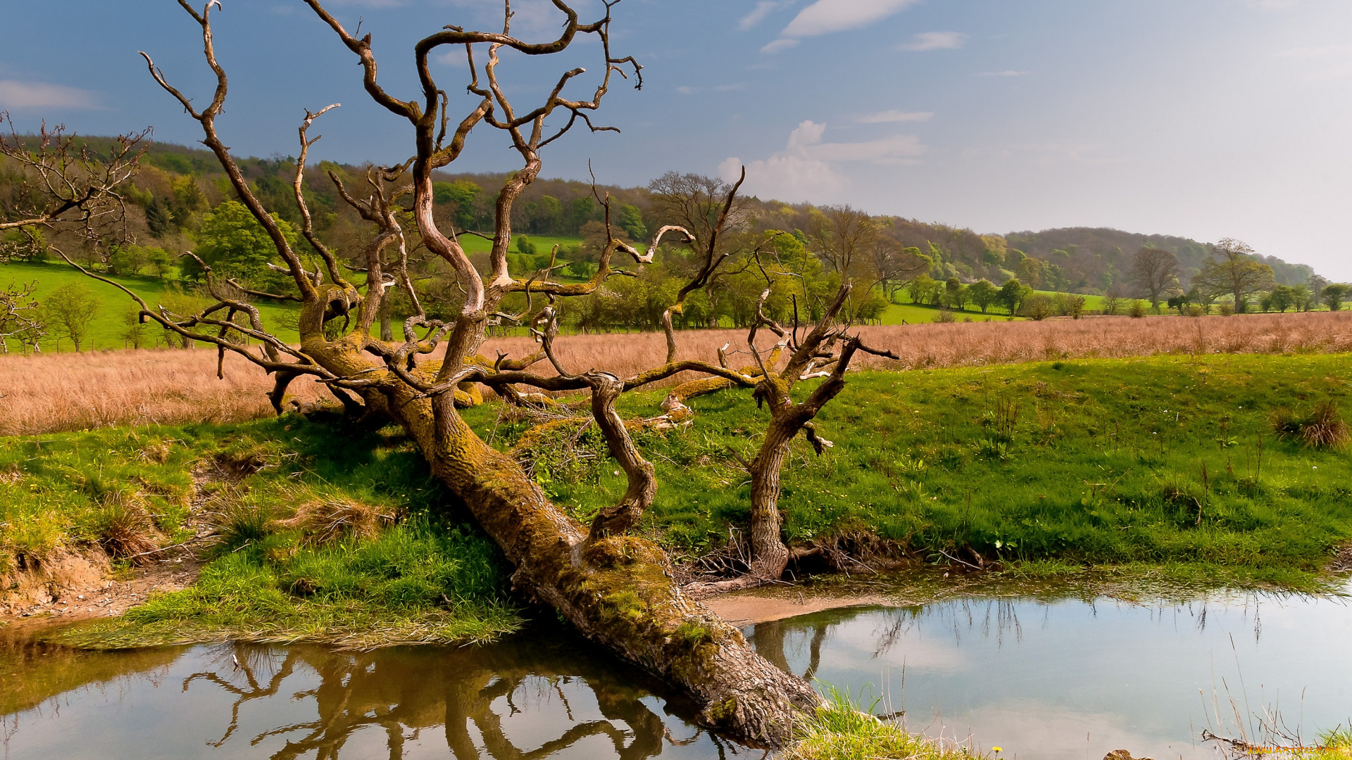 природа, деревья, уэльс, великобритания