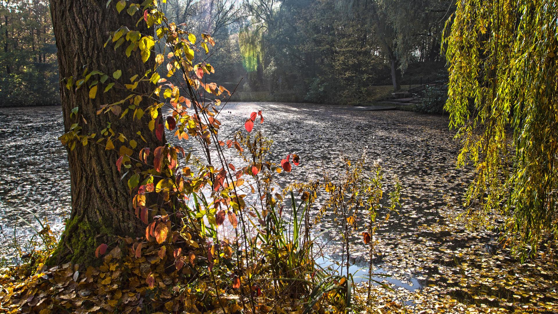 природа, парк, лес, пруд, осень