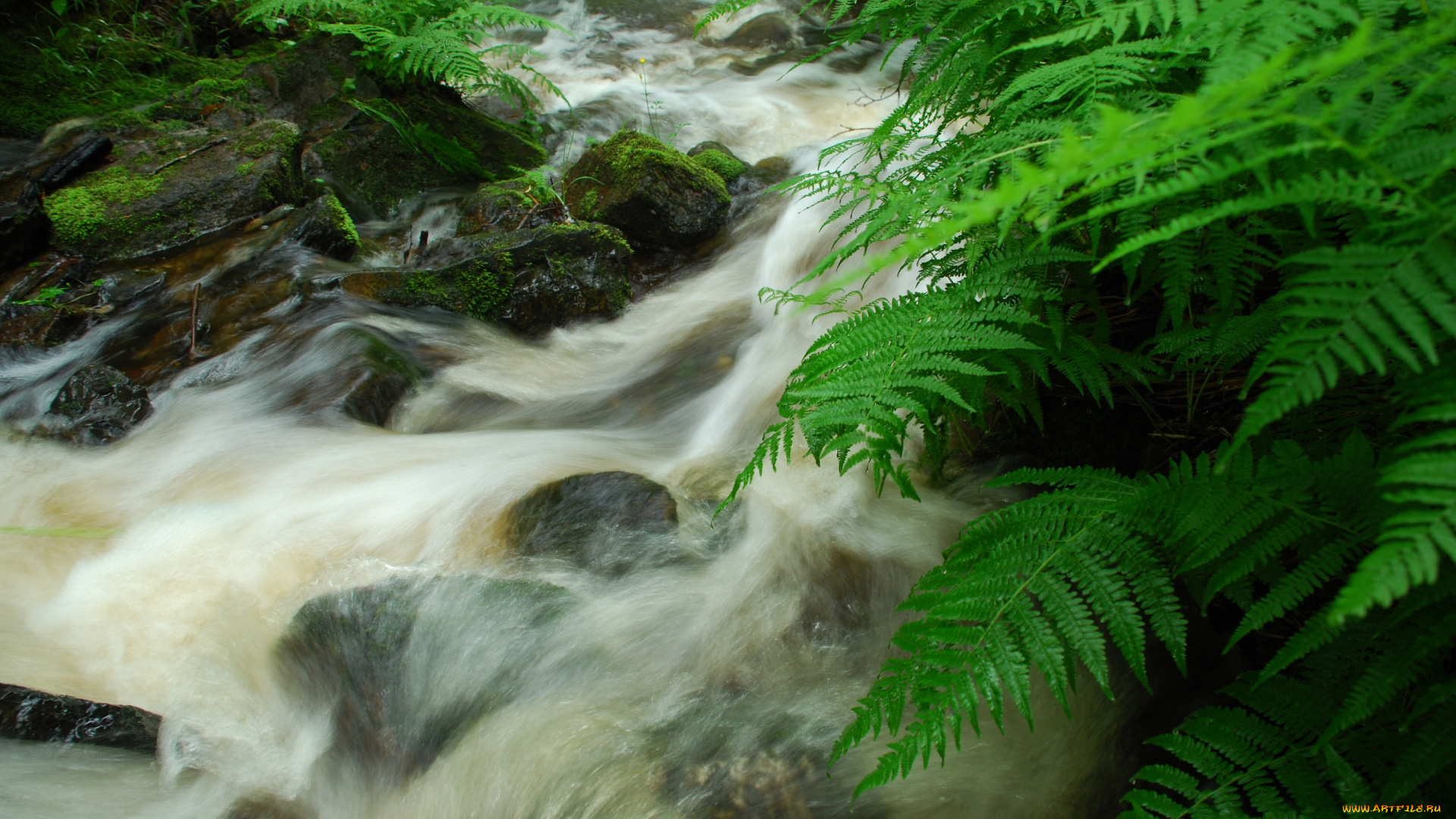 природа, реки, озера, камни, поток, речка, папоротник