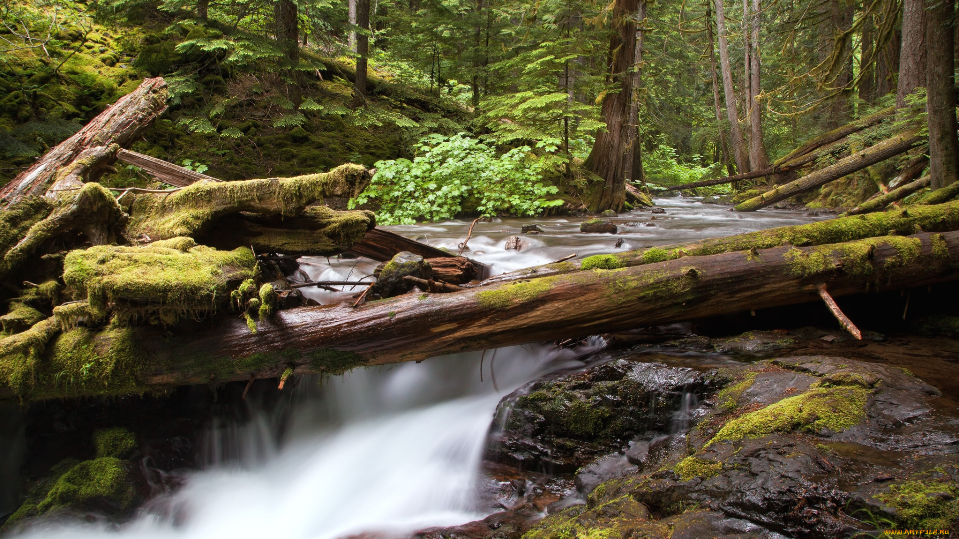 природа, реки, озера, поток, лес, деревья, вода