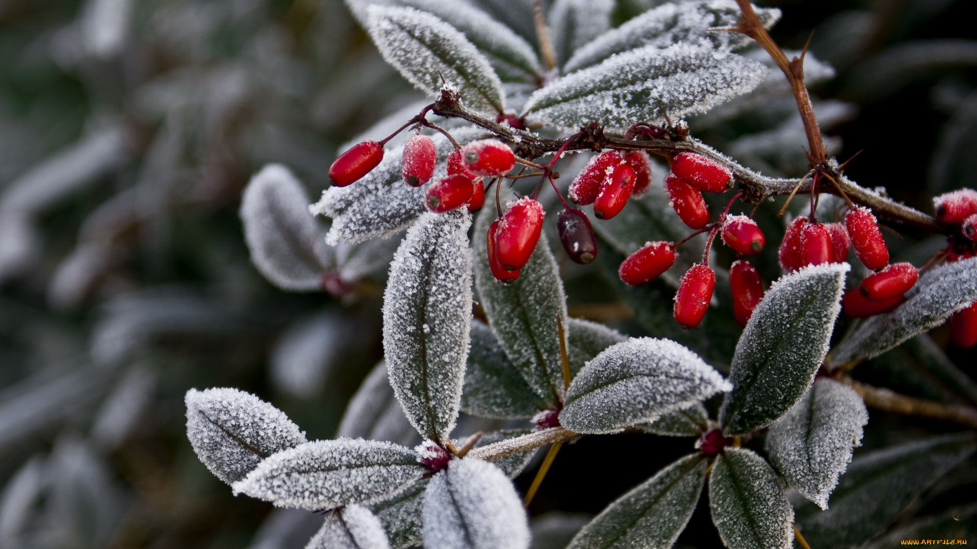 природа, Ягоды, frozen, bush, замороженные, листья, плоды