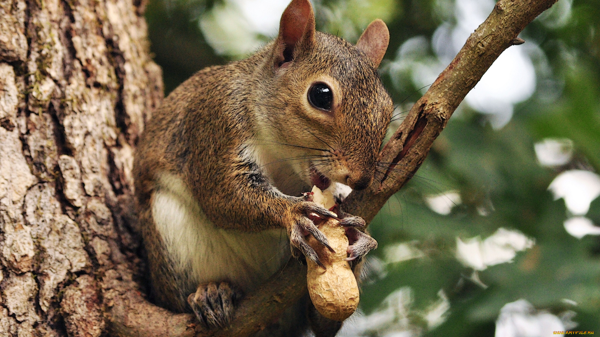 животные, белки, ветка, дерево, орех