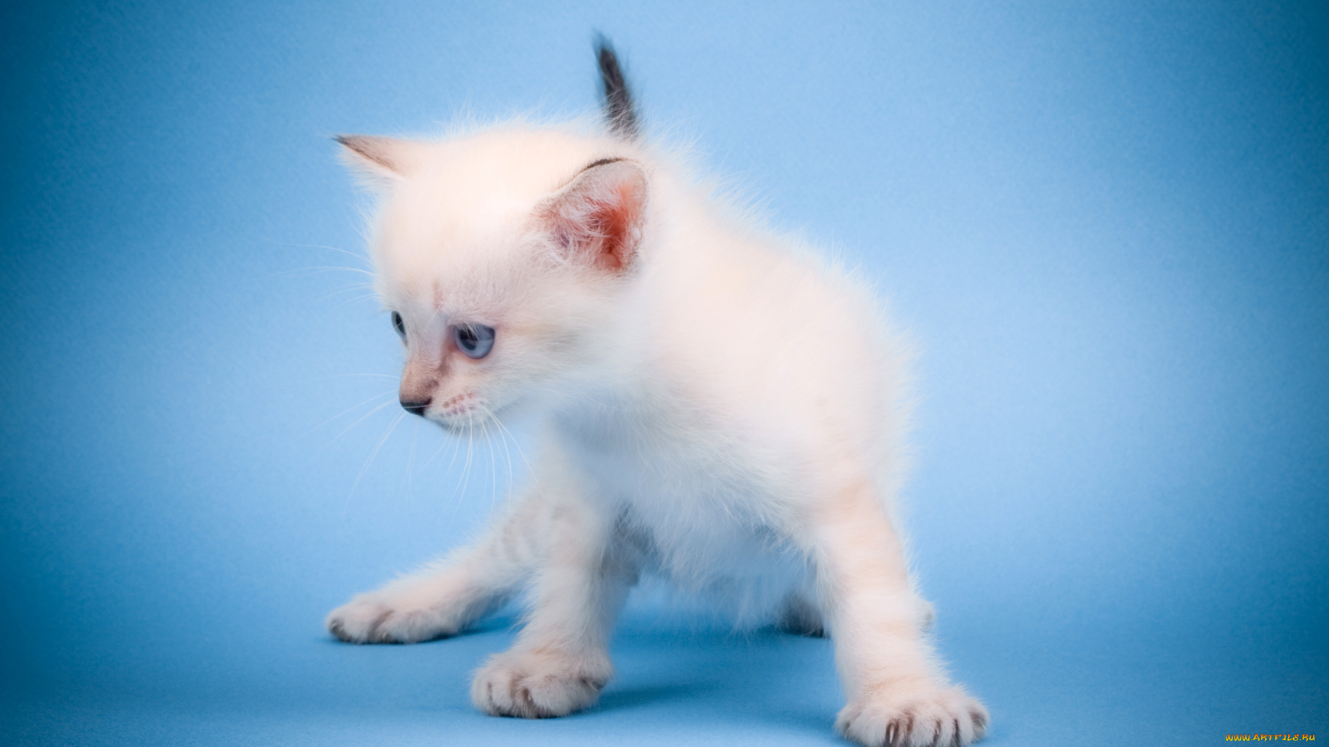 животные, коты, лапки, ушки