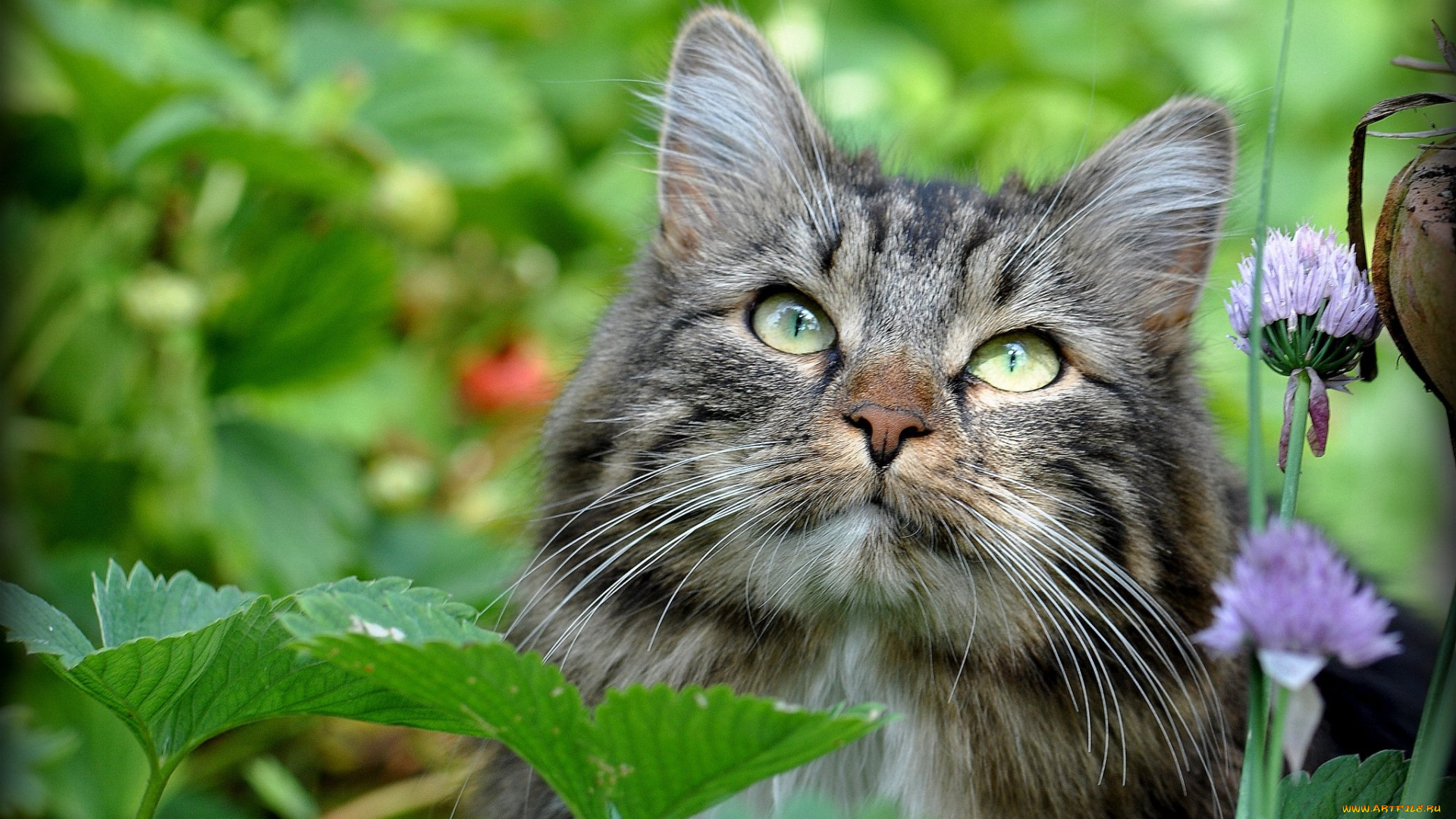 животные, коты, мордочка