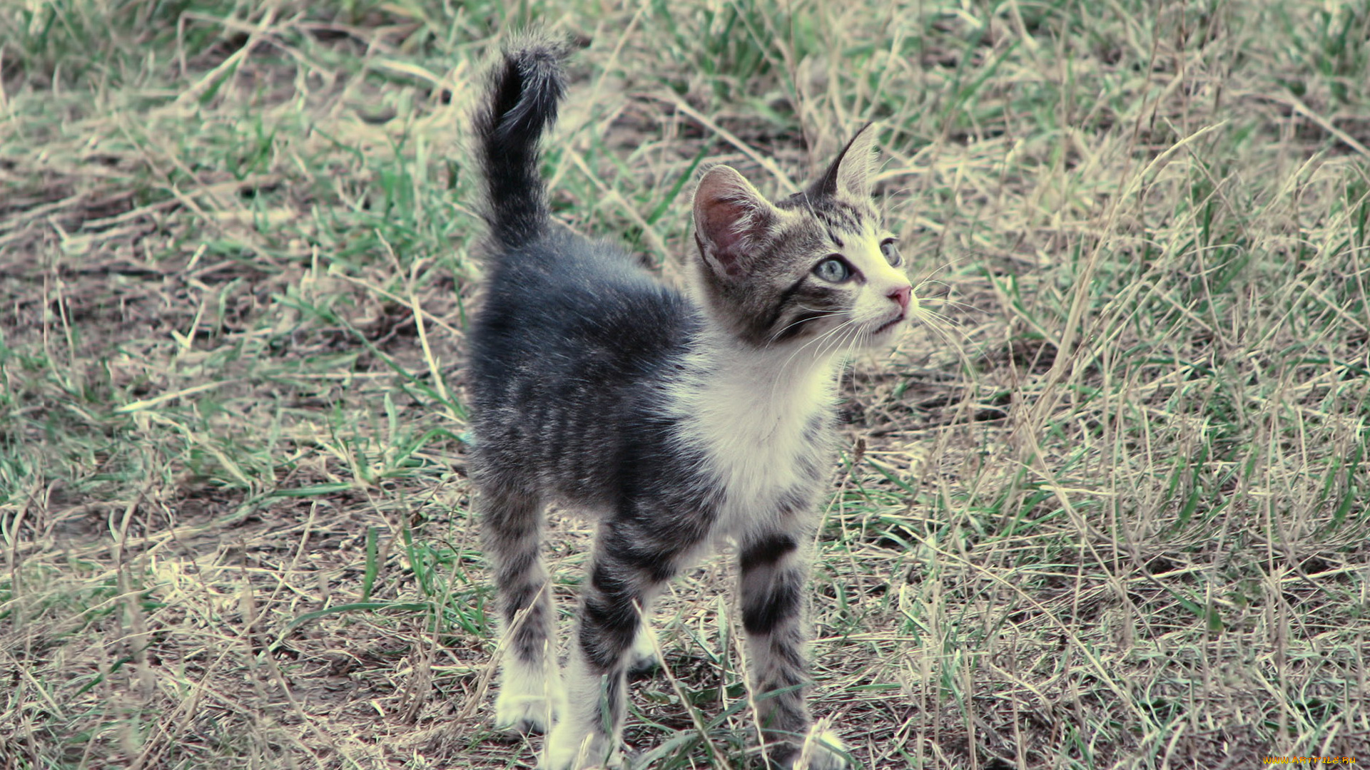 животные, коты, трава, полосатый, котенок