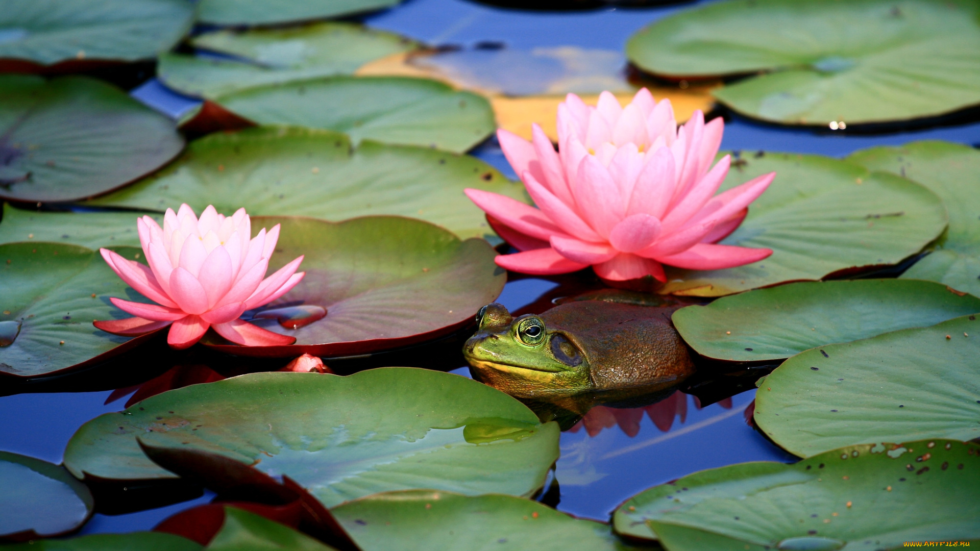 животные, лягушки, нимфеи, жаба