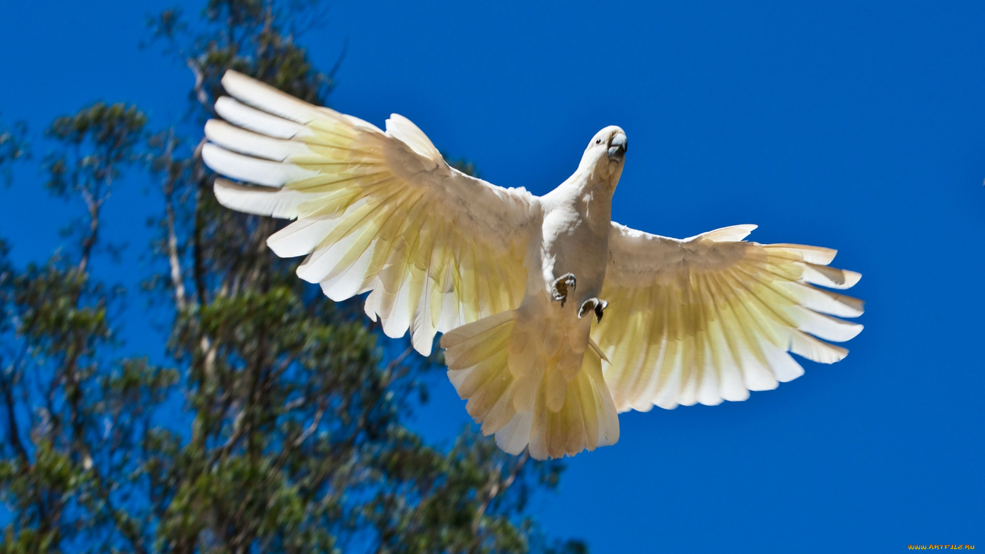 животные, попугаи, какаду
