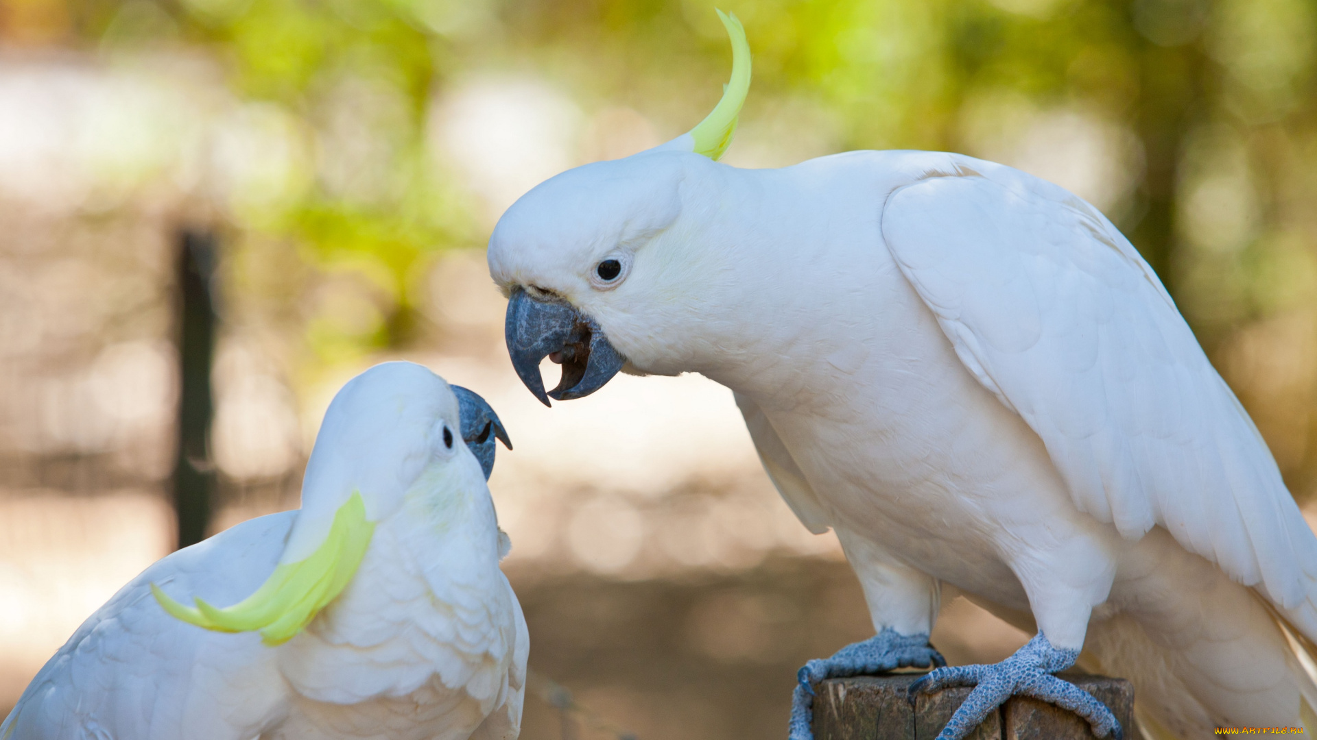 животные, попугаи, какаду