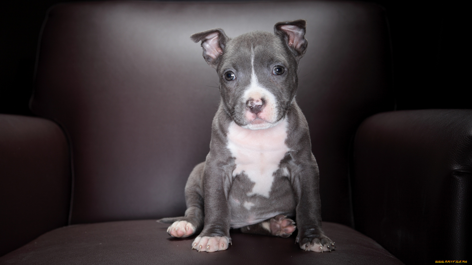 животные, собаки, щенок