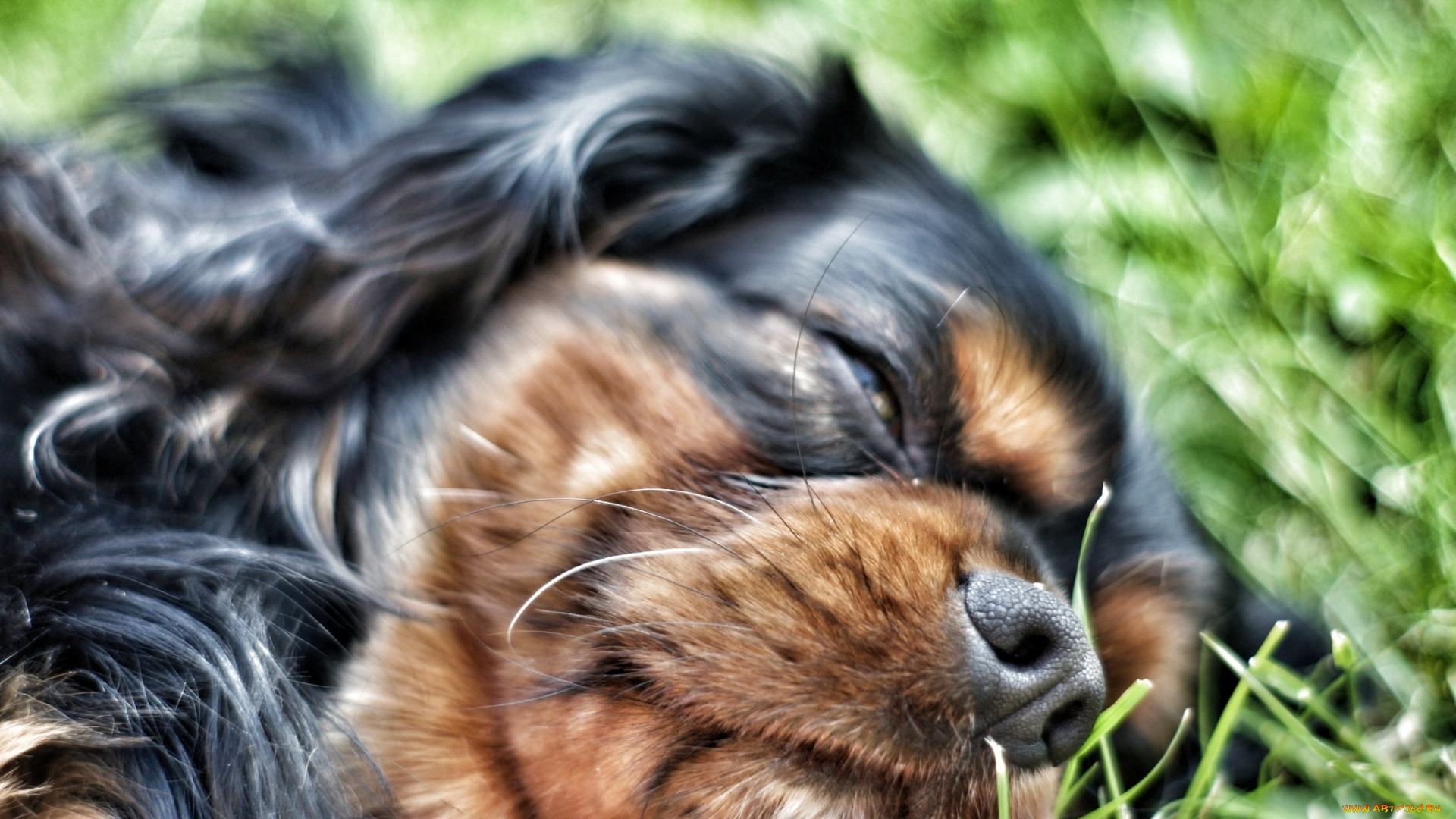 животные, собаки, сон