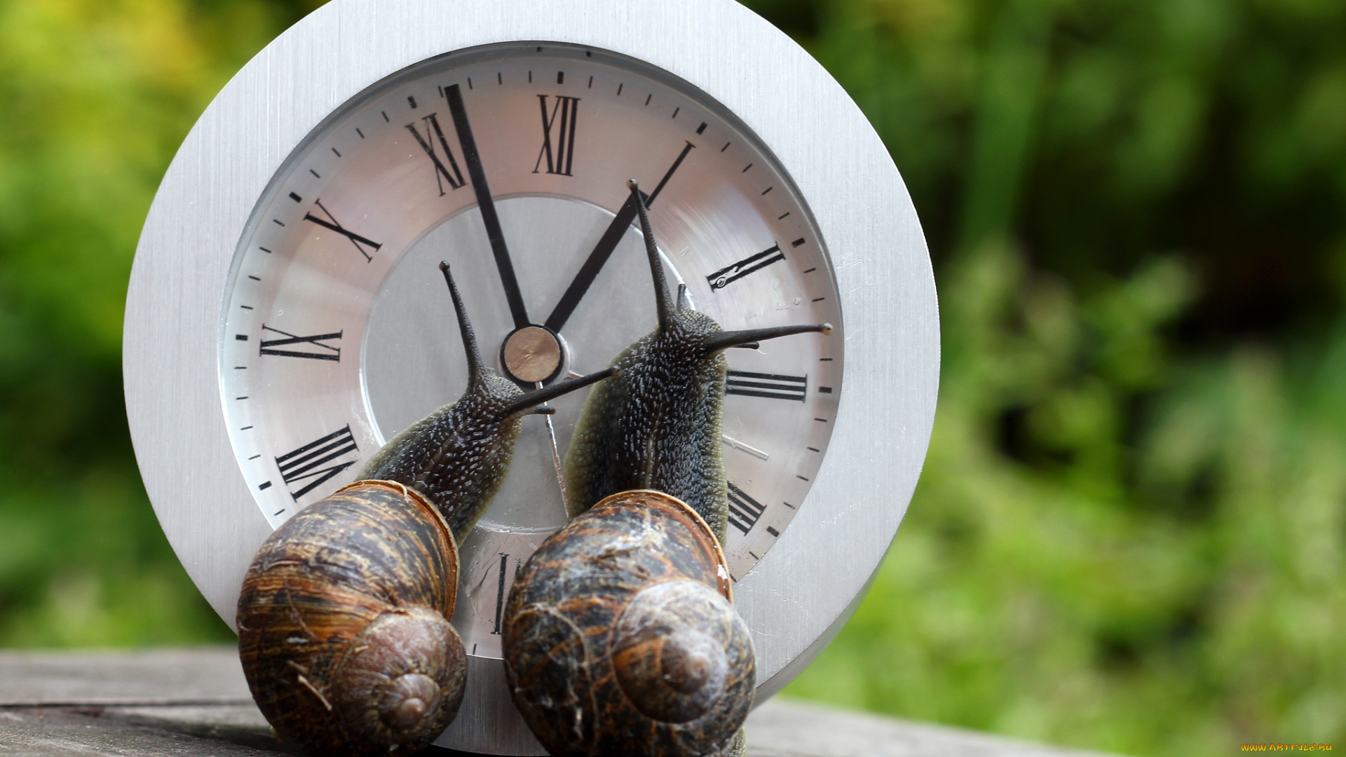 животные, улитки, часы, рожки
