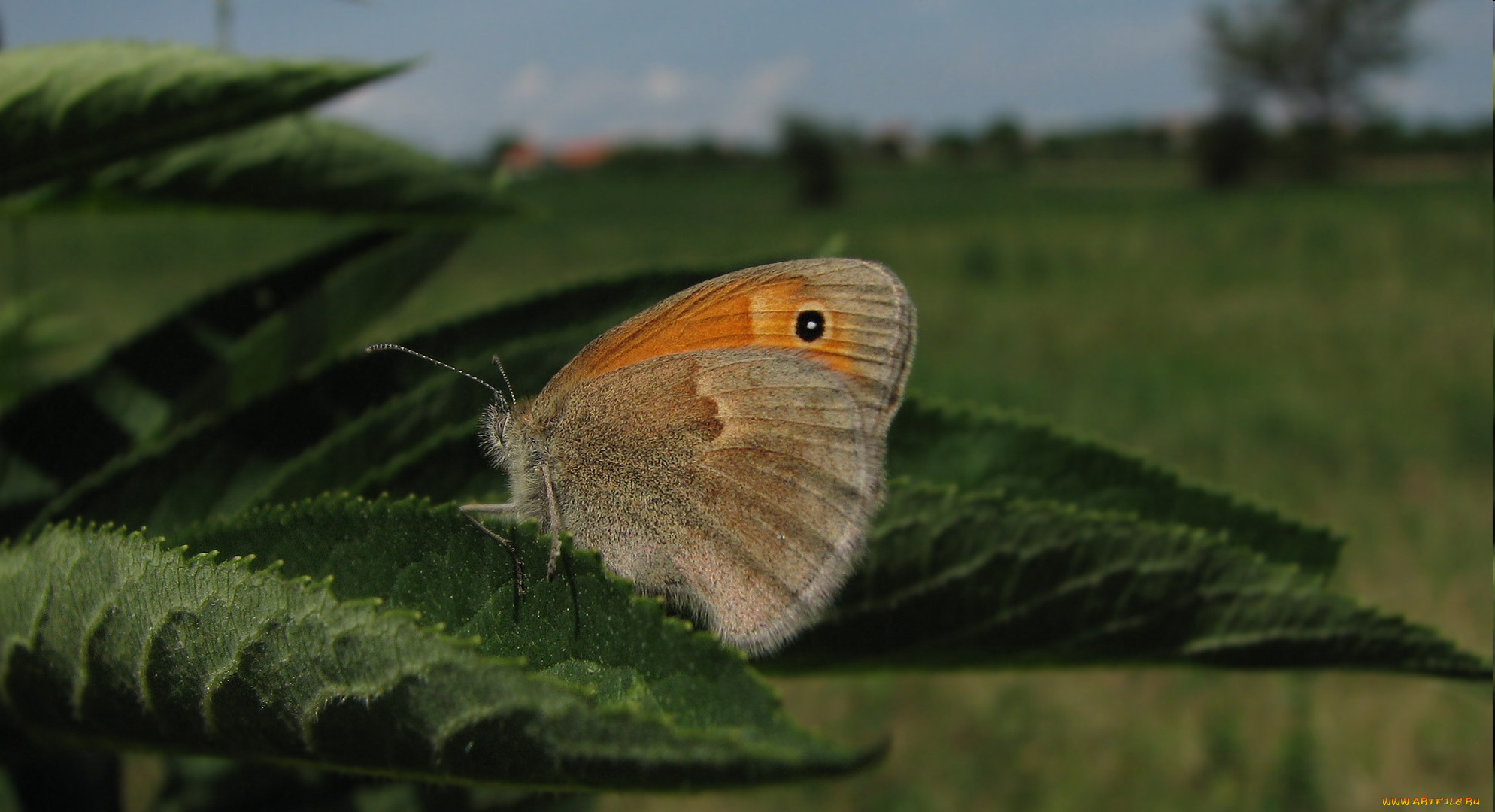 животные, бабочки, листья, поле, бабочка