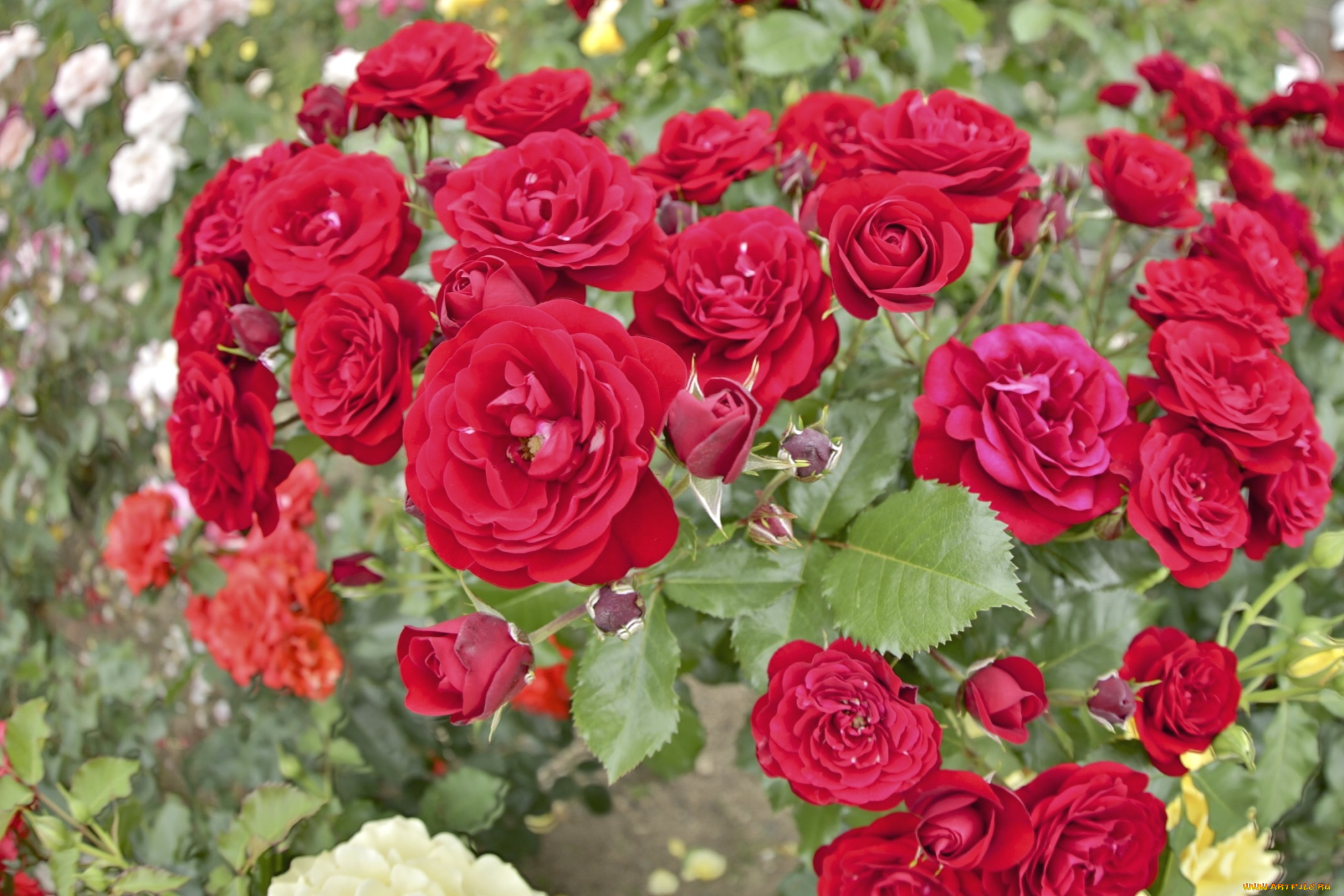 цветы, розы, куст