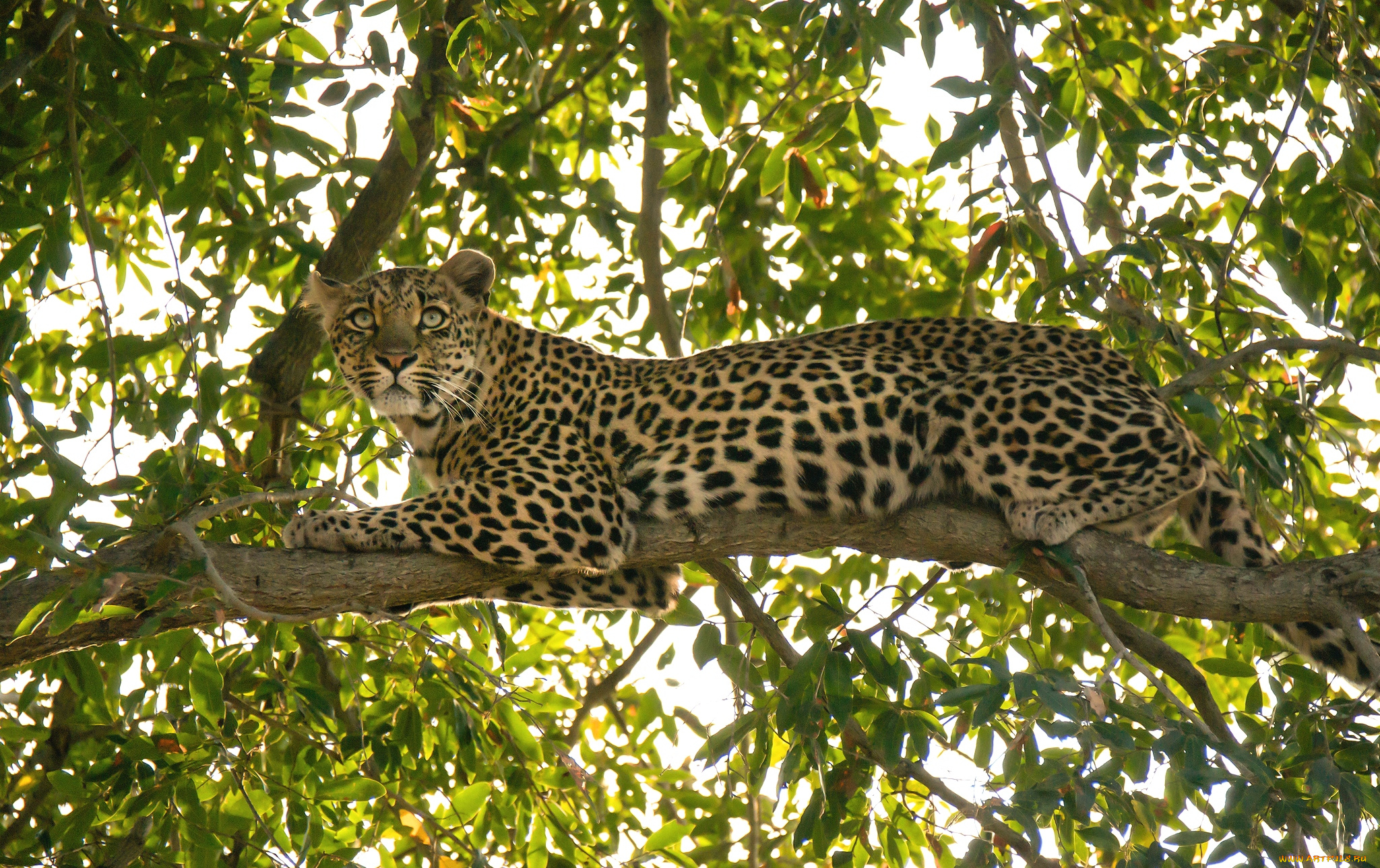 животные, леопарды, кошка