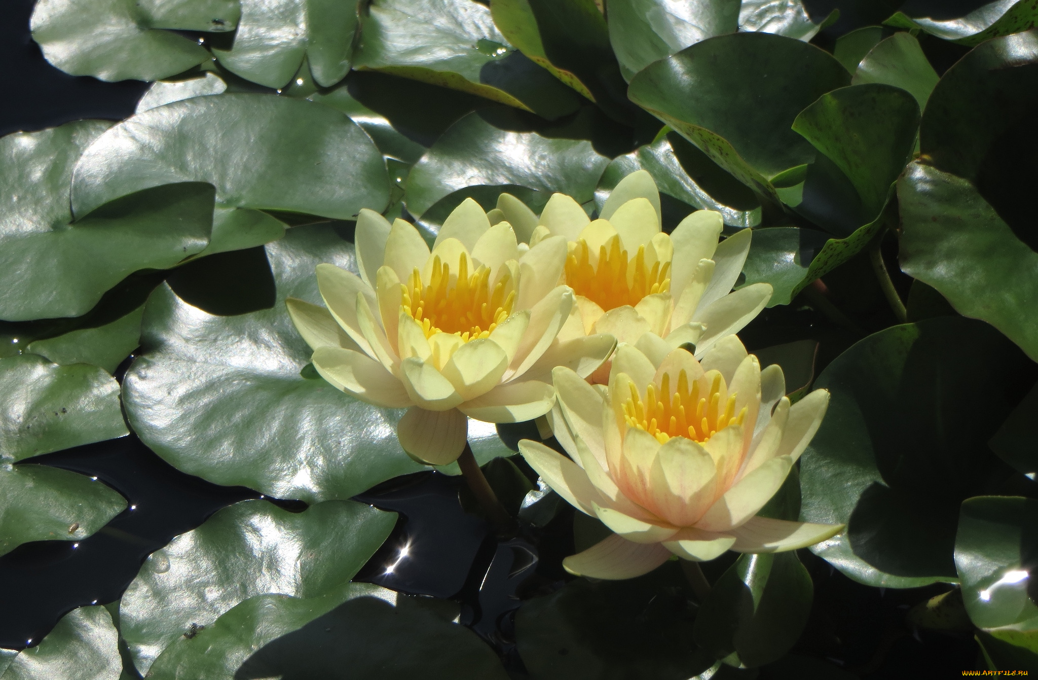 цветы, лилии, водяные, нимфеи, кувшинки, желтый, трио