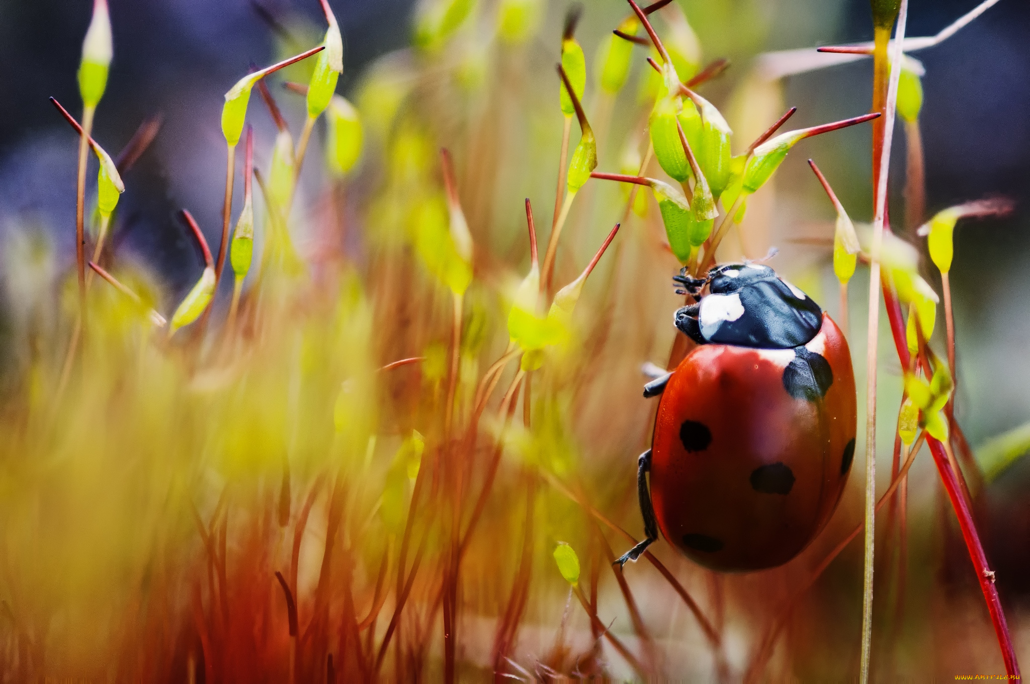животные, божьи, коровки, жук, макро