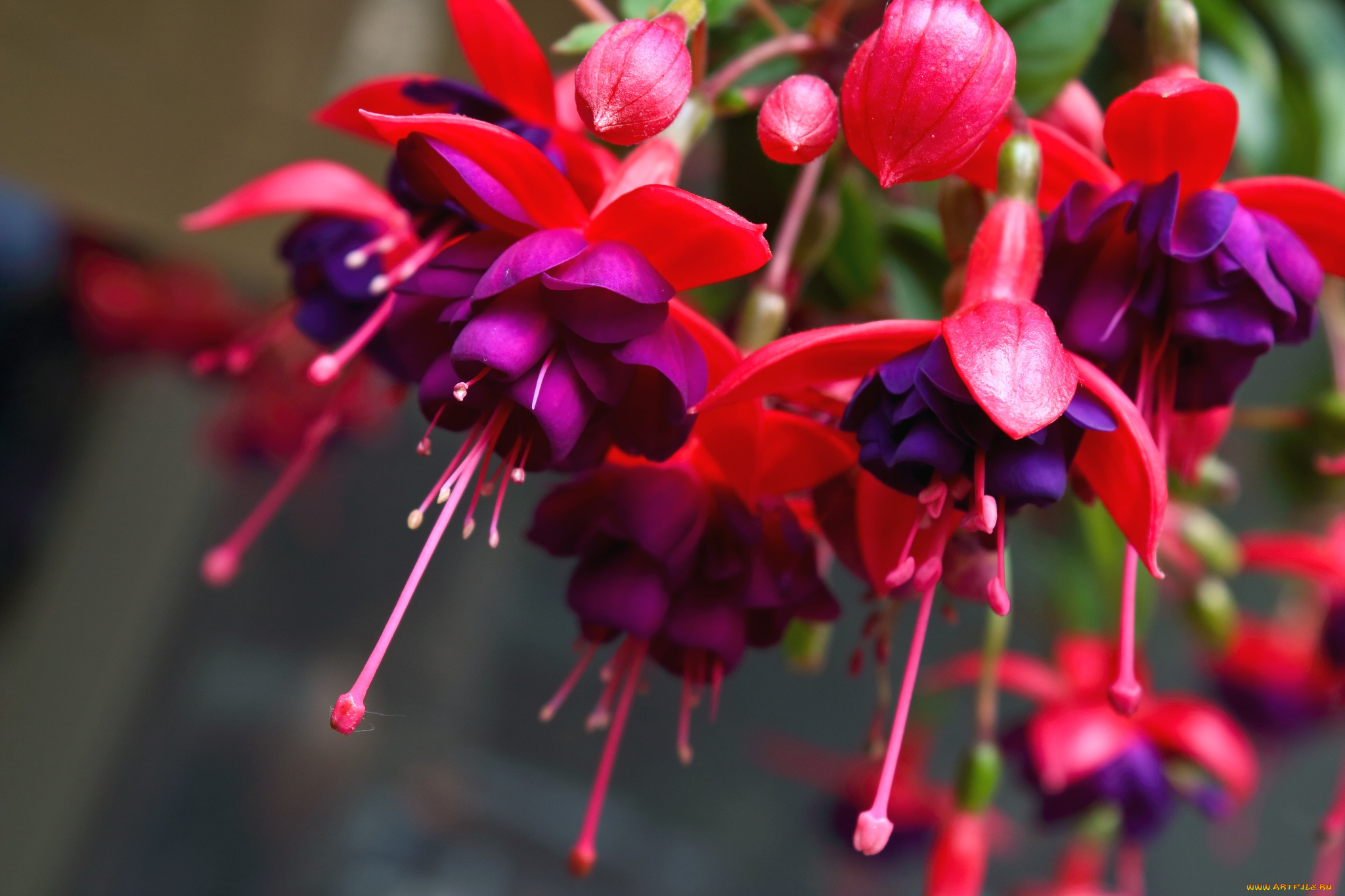 цветы, фуксия, экзотика