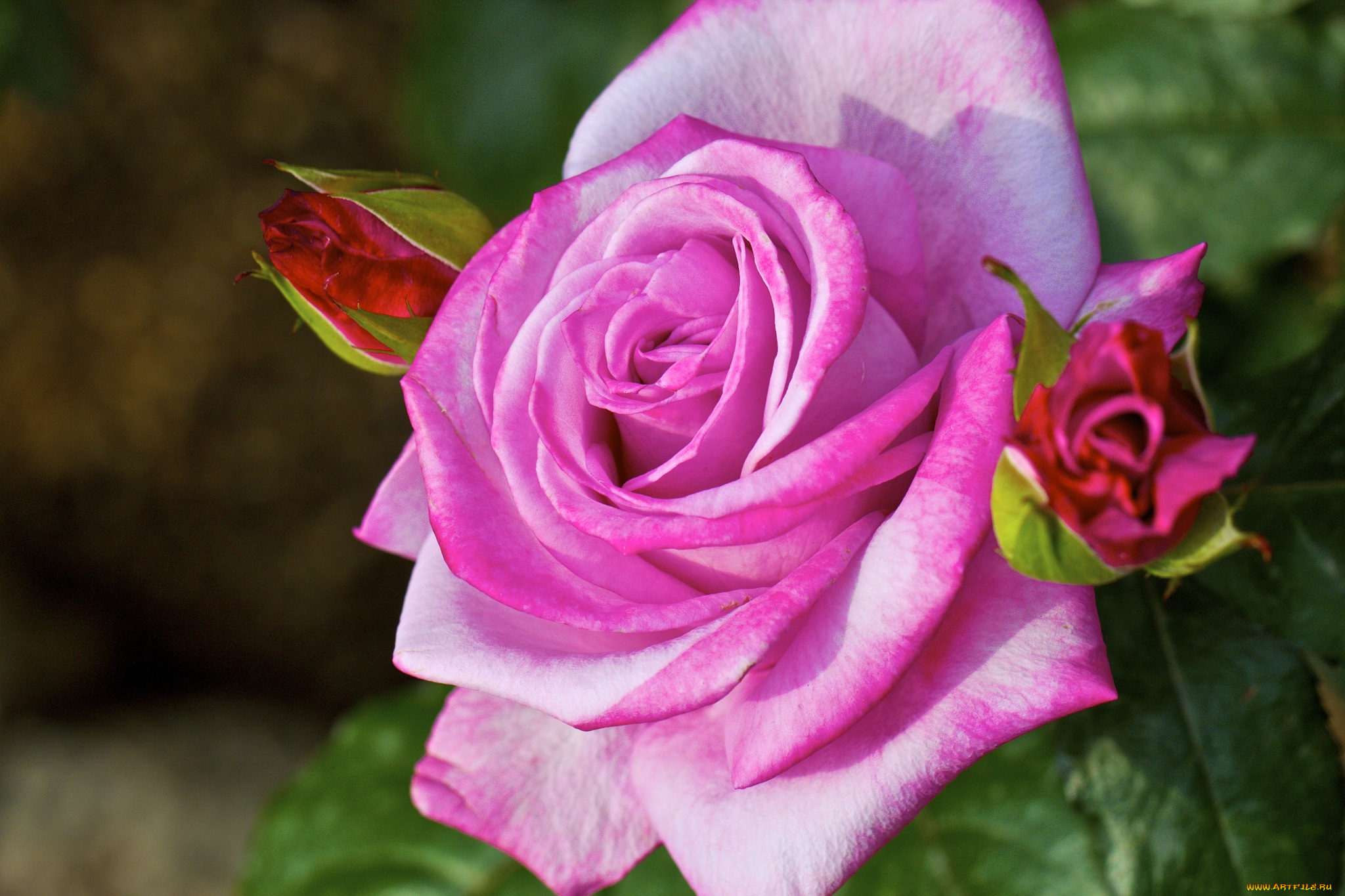 цветы, розы, бутон, розовый