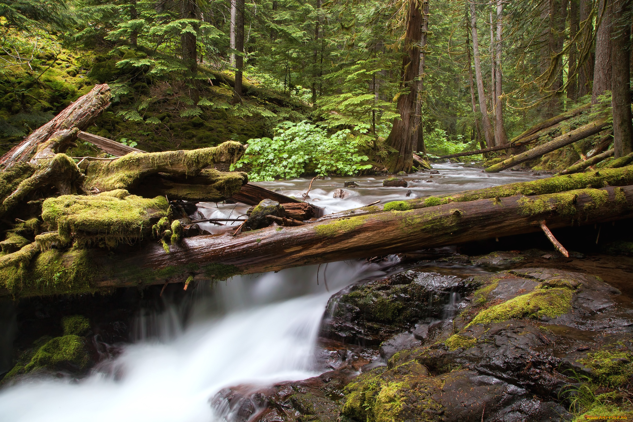 природа, реки, озера, поток, лес, деревья, вода
