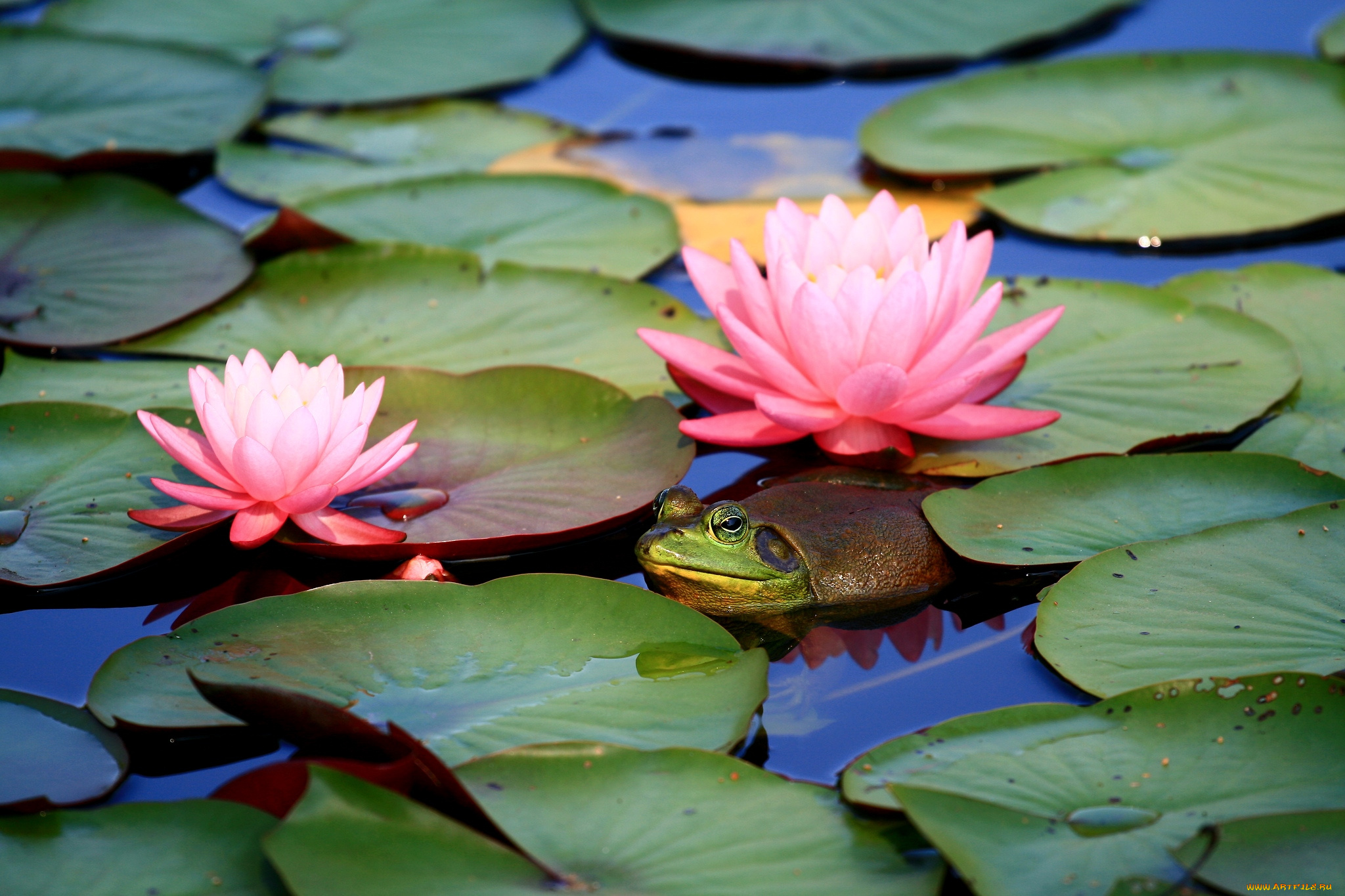 животные, лягушки, нимфеи, жаба