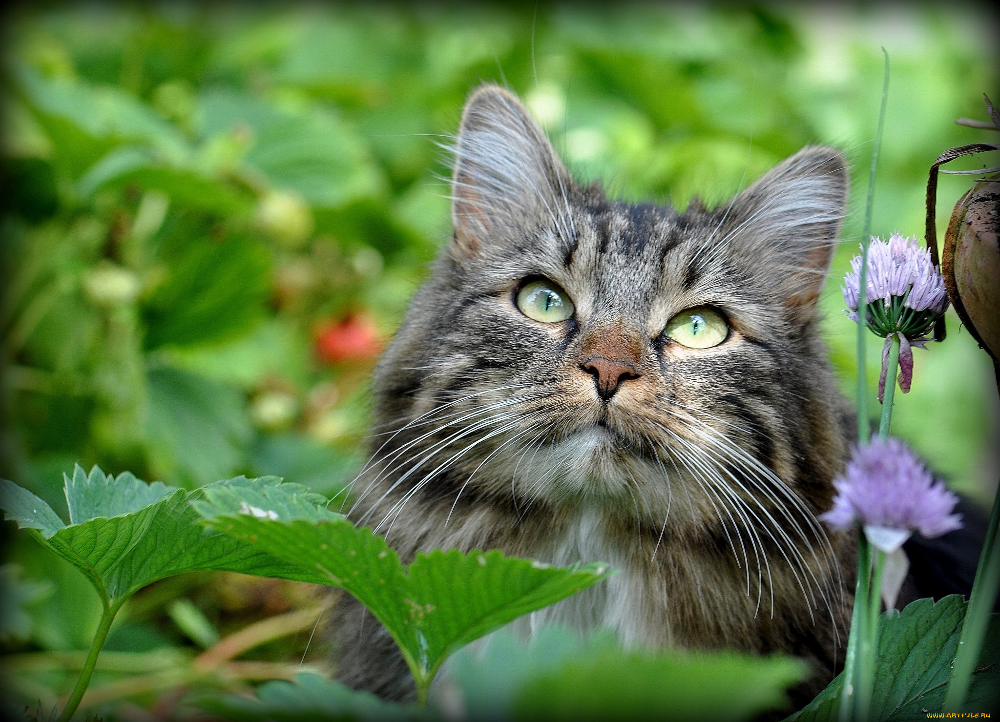 животные, коты, мордочка