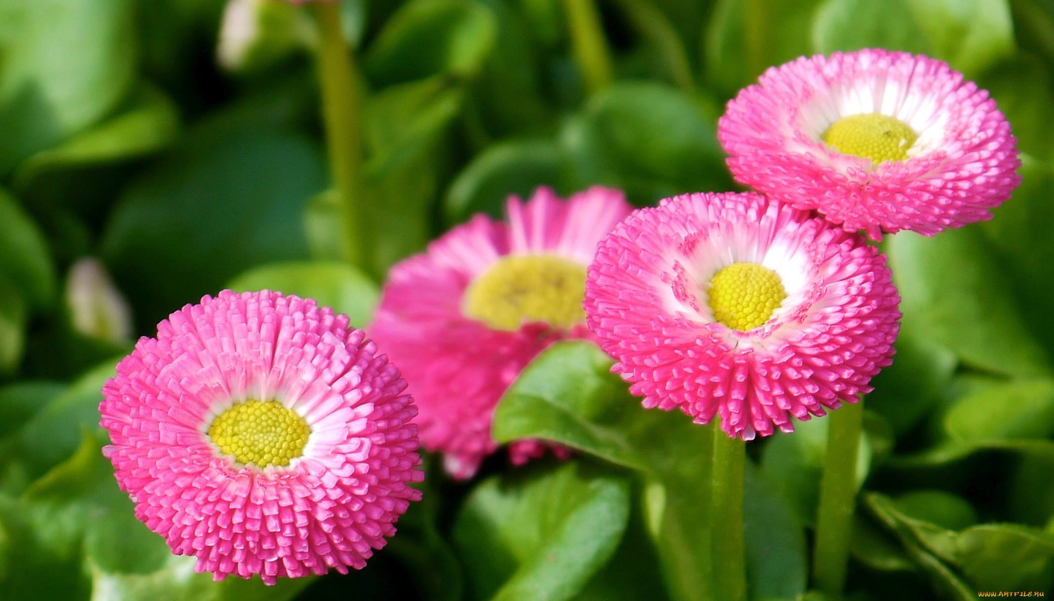 цветы, маргаритки, розовые