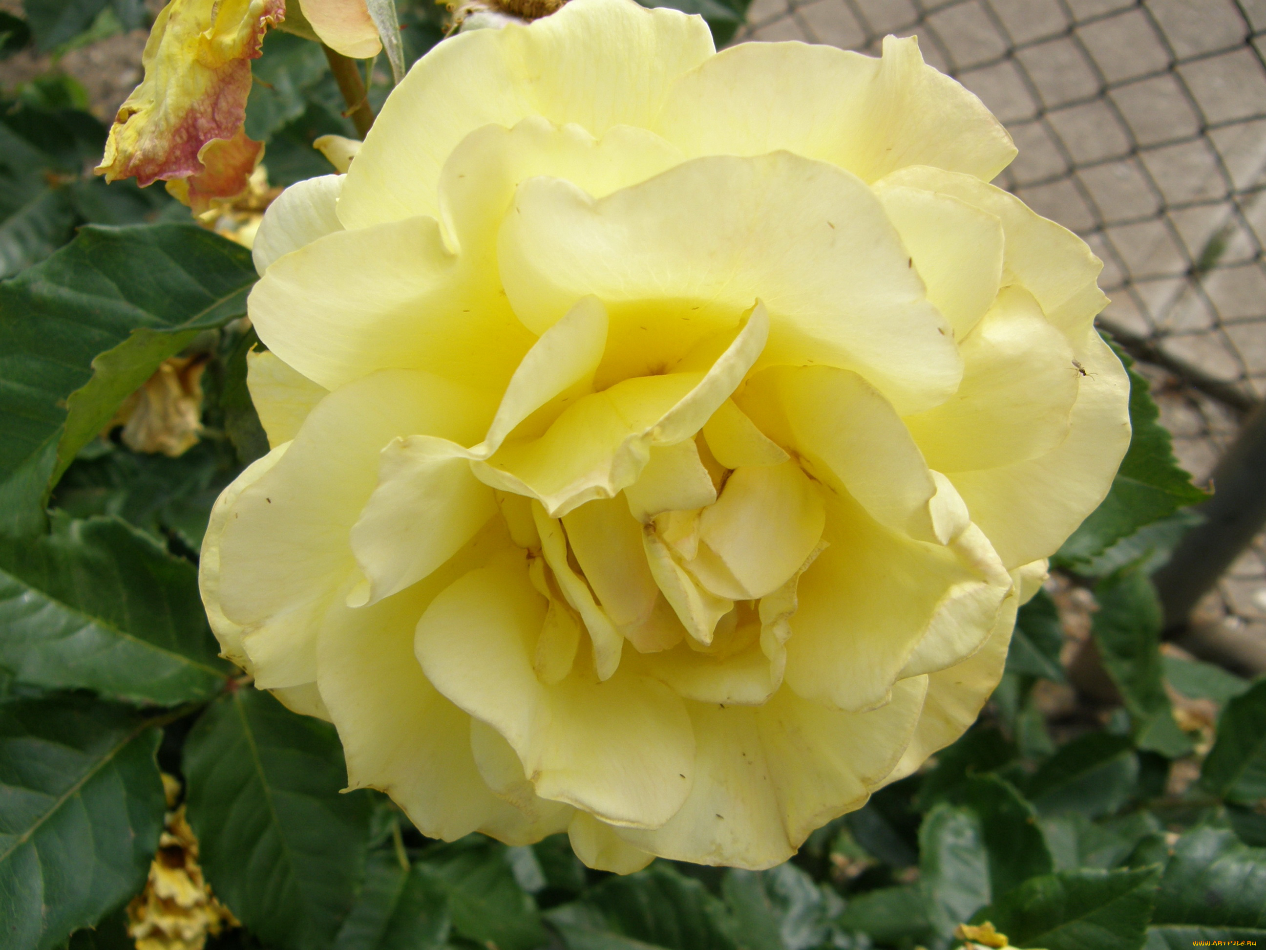 цветы, розы, роза