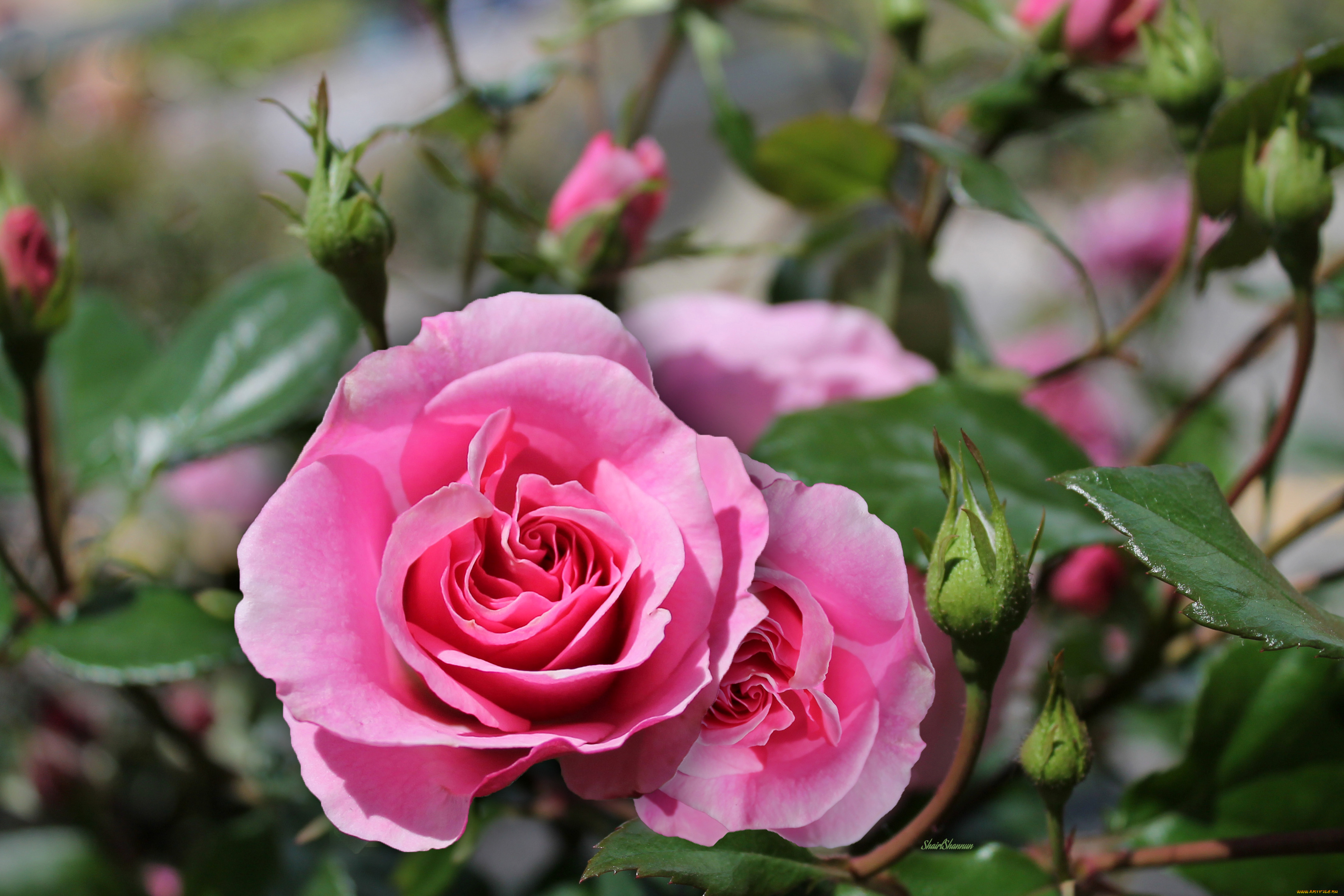 цветы, розы, розовый