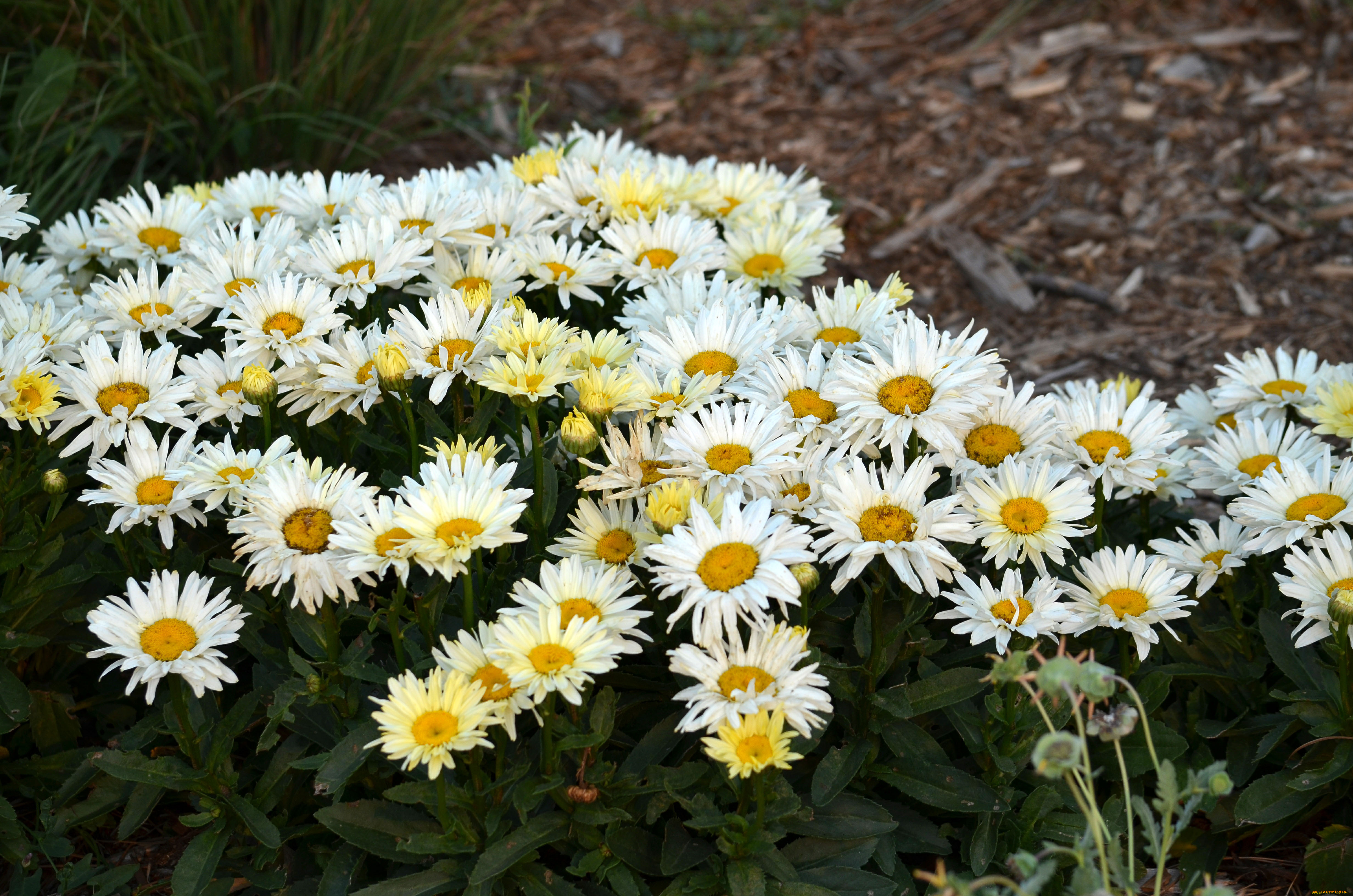 цветы, ромашки, белый