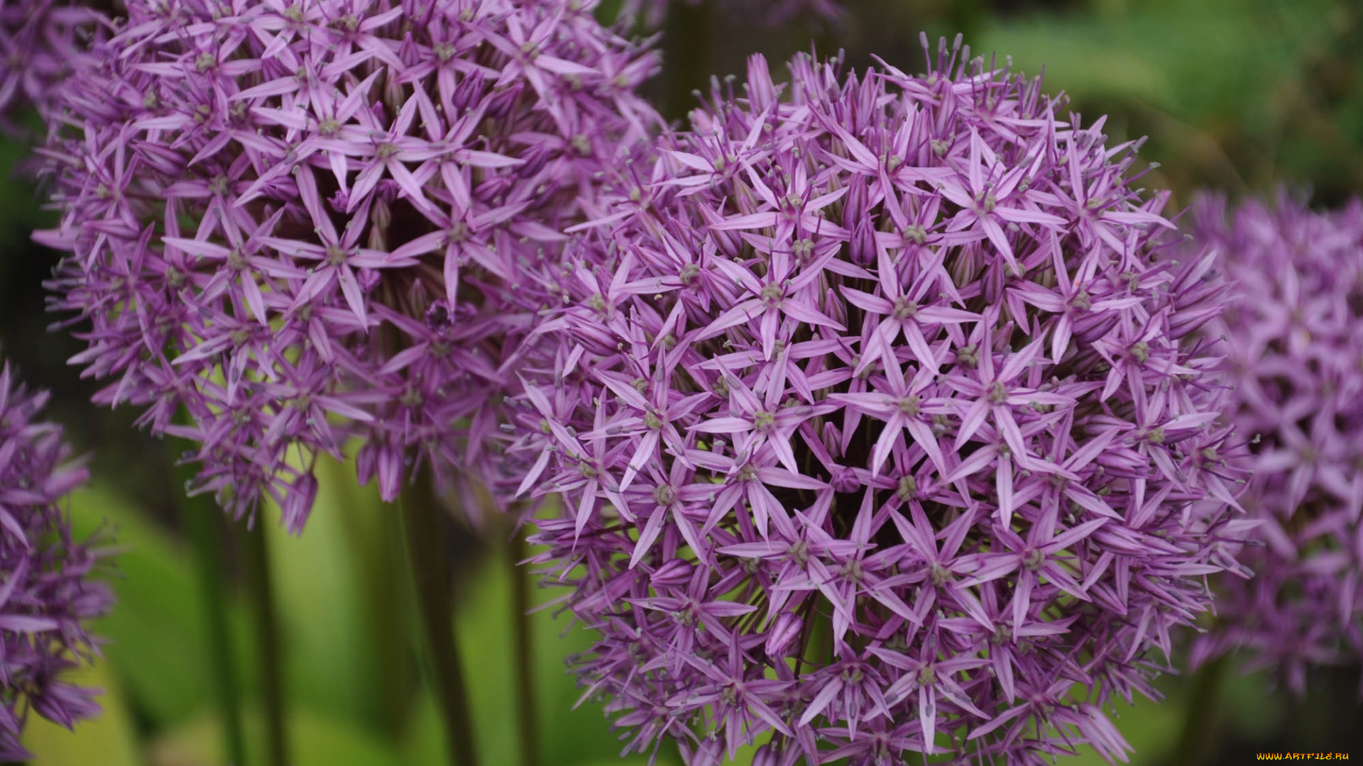 цветы, аллиум, , декоративный, лук, шары