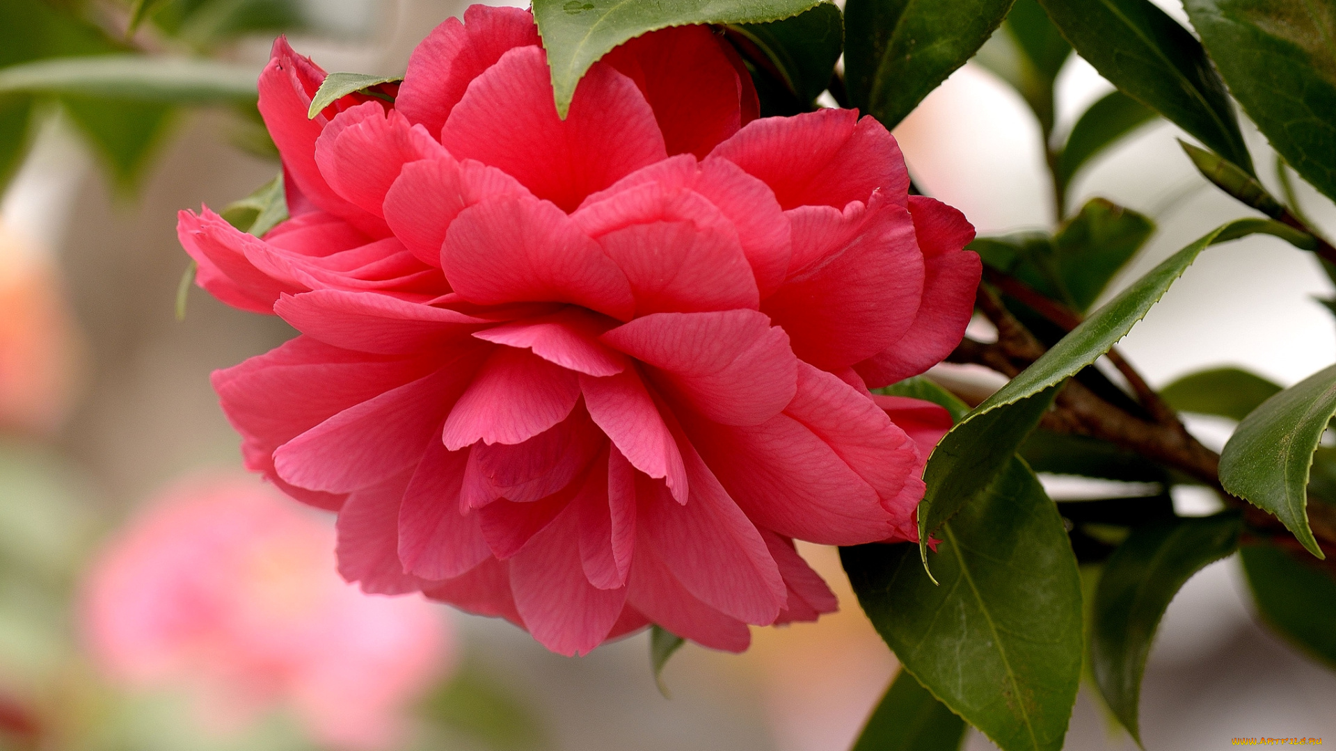 цветы, камелии, макро