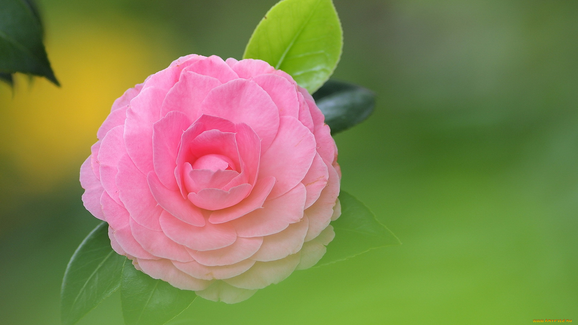 цветы, камелии, розовый, лепестки, листья, фон