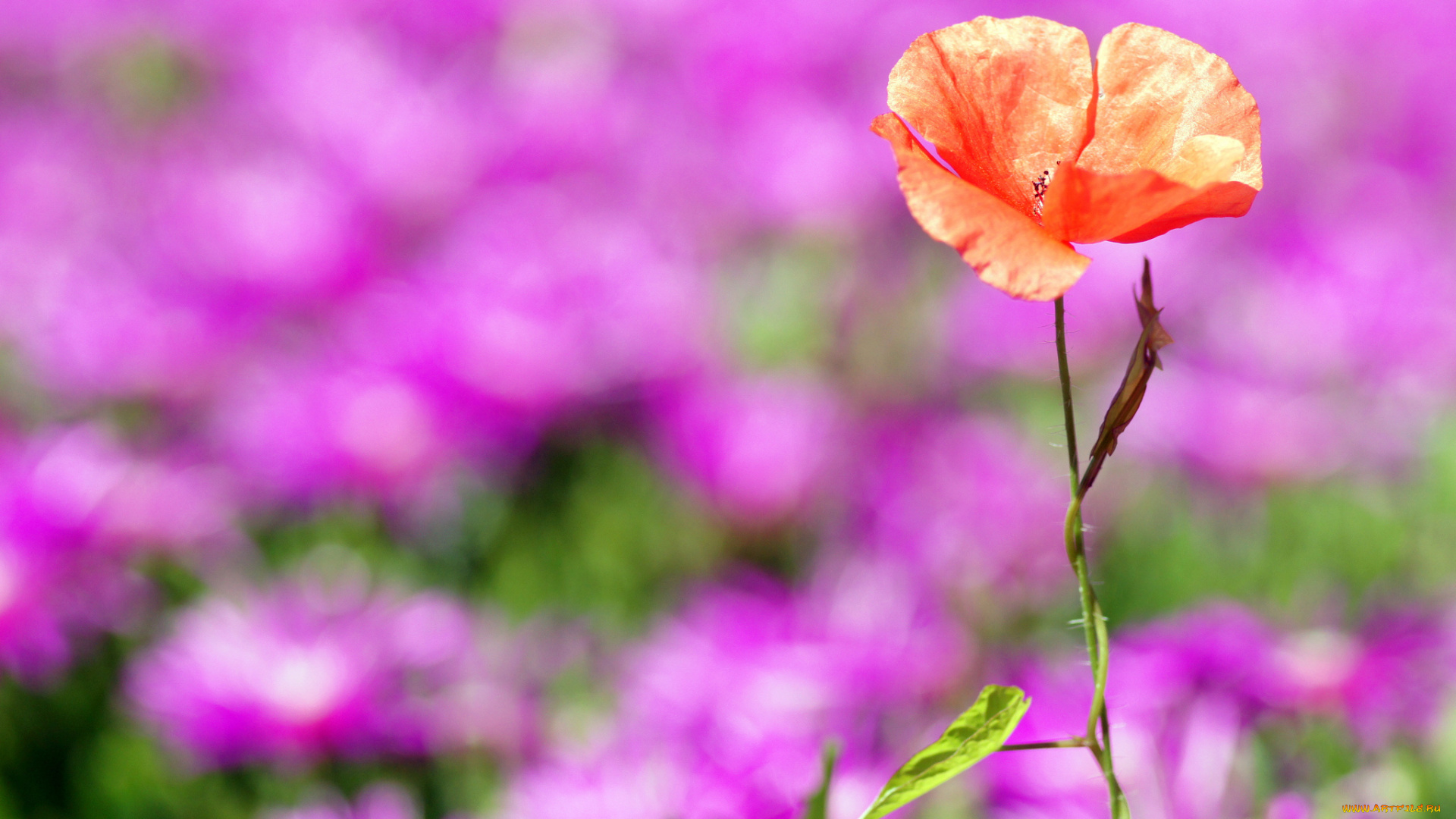 цветы, маки, мак, фон, красный