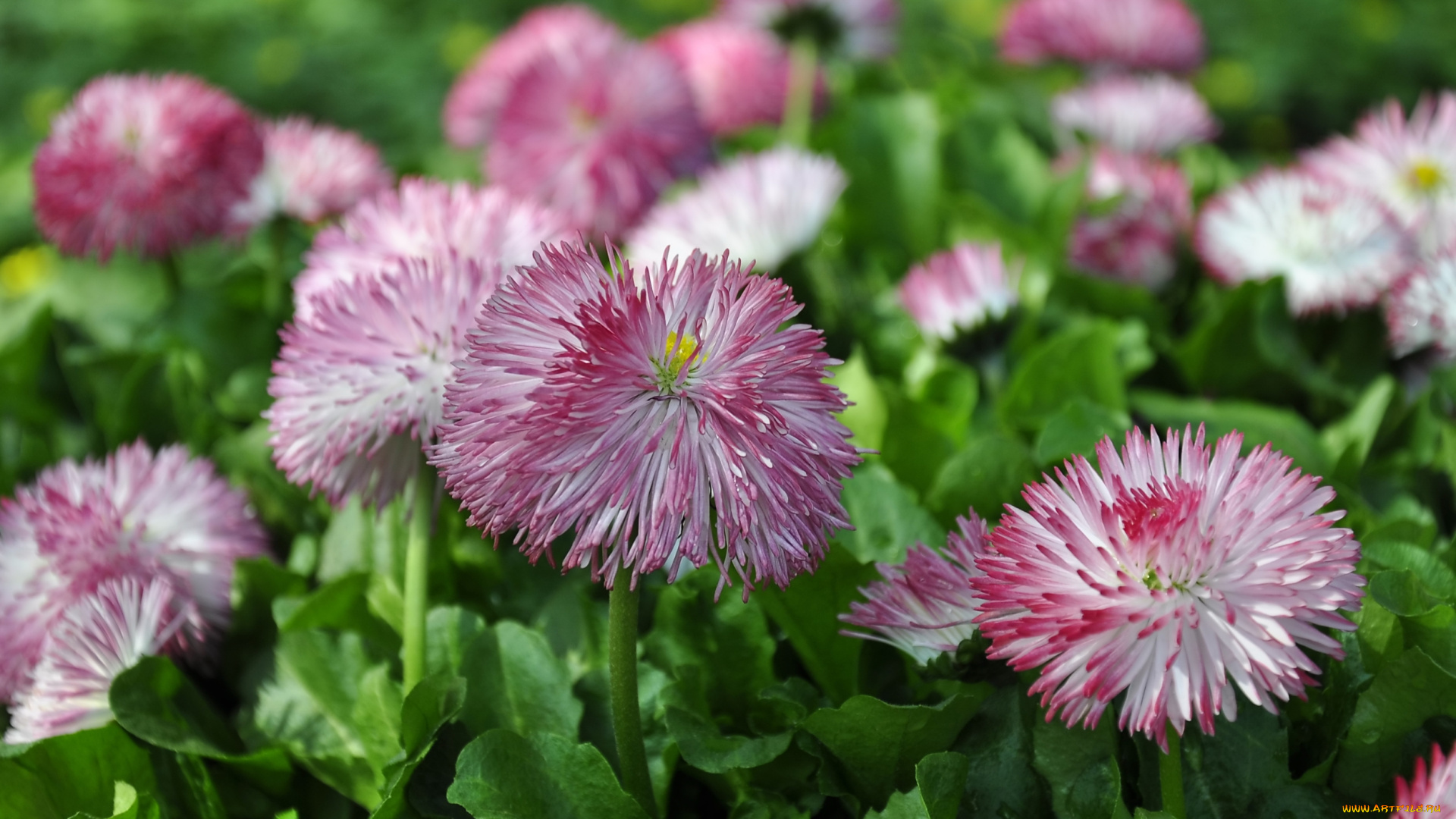 цветы, маргаритки, розовый